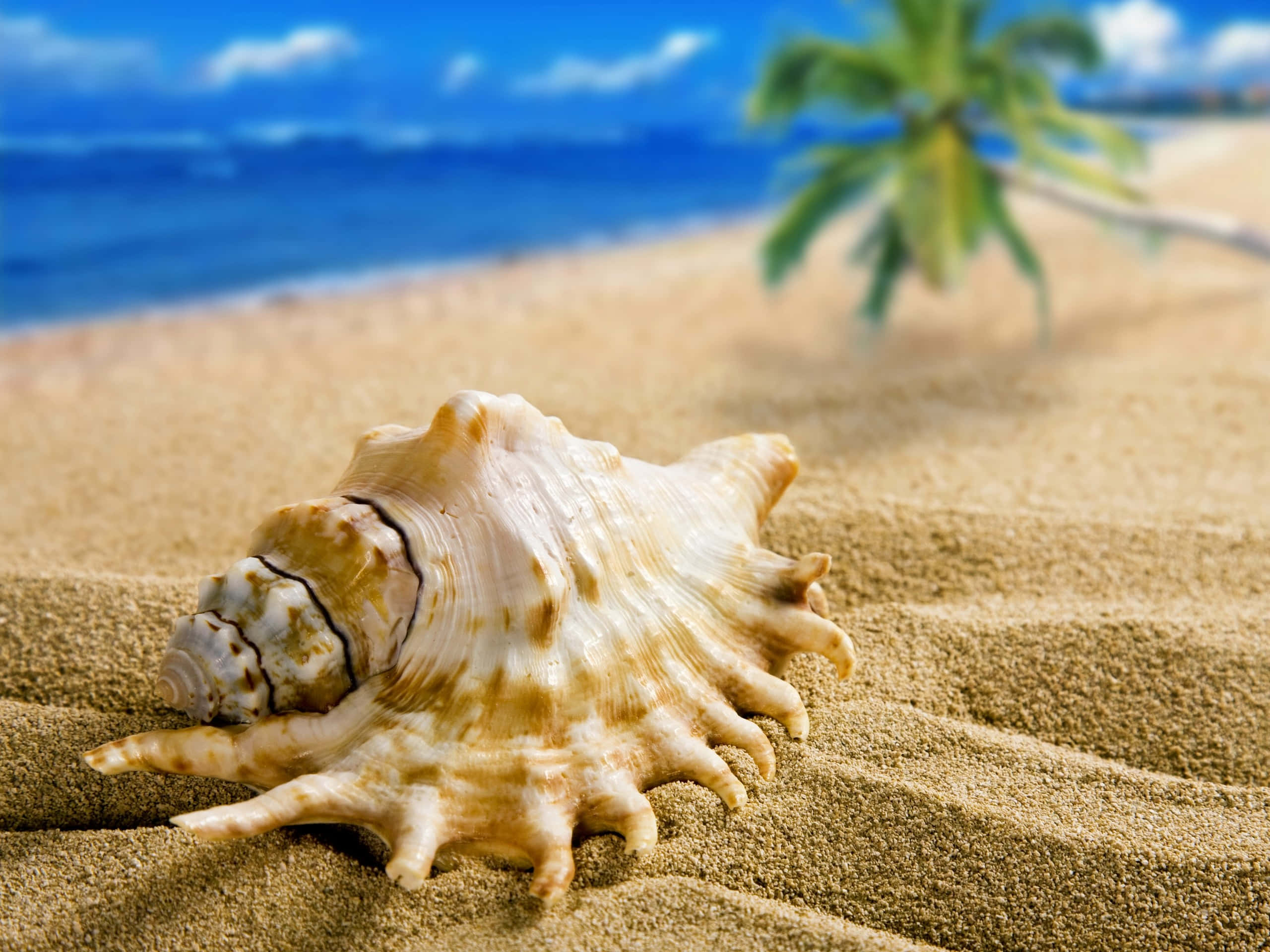 Seashell 桌布 壁紙 — 一個大型詳細的貝殼躺在有紋理的沙子上，背景有模糊的棕櫚樹和海洋，上方是明亮的藍天。