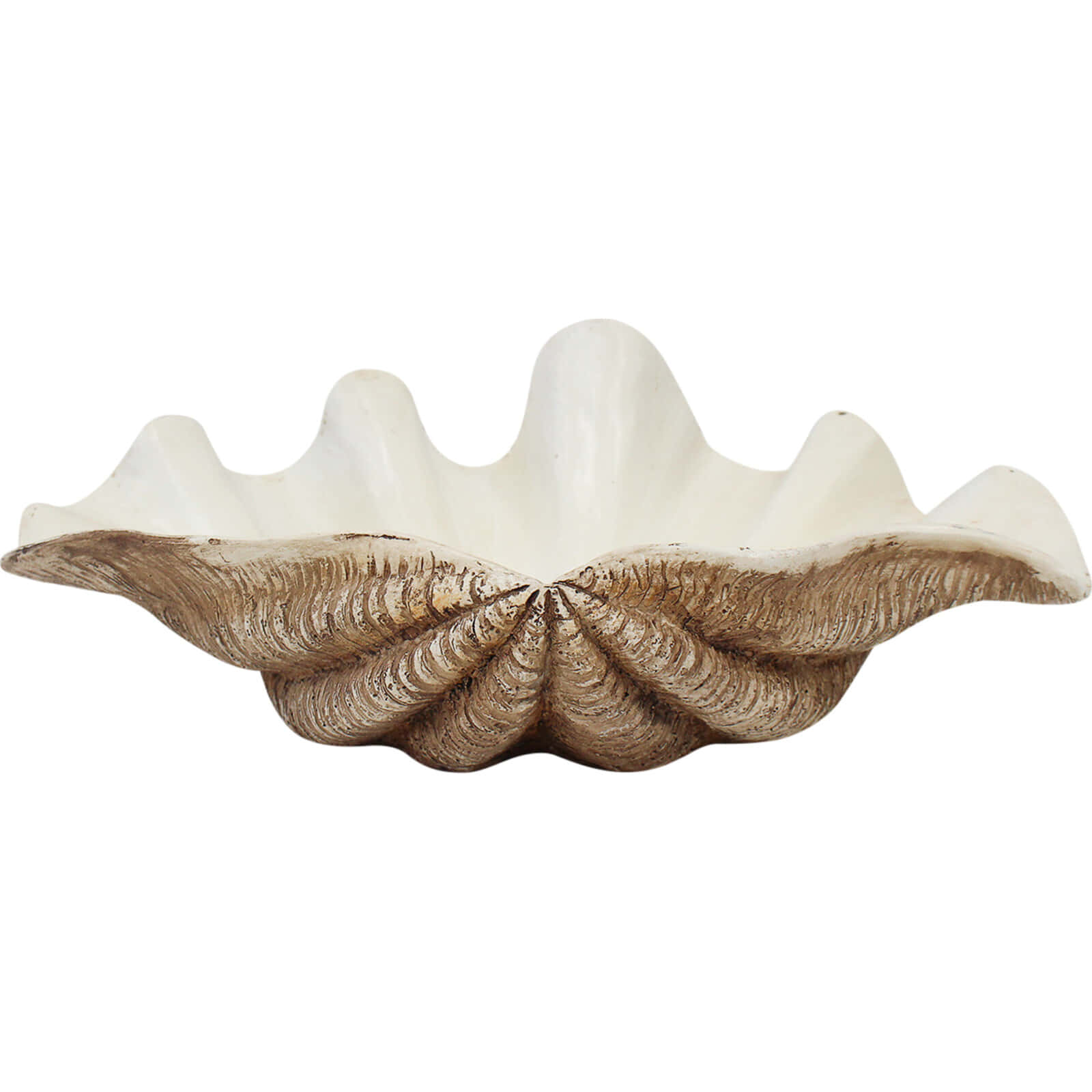 Clam Shell 桌布 壁紙 — 一個大的扇貝殼，內部呈奶油色，外部呈紋理棕色，靠在純白色背景上。