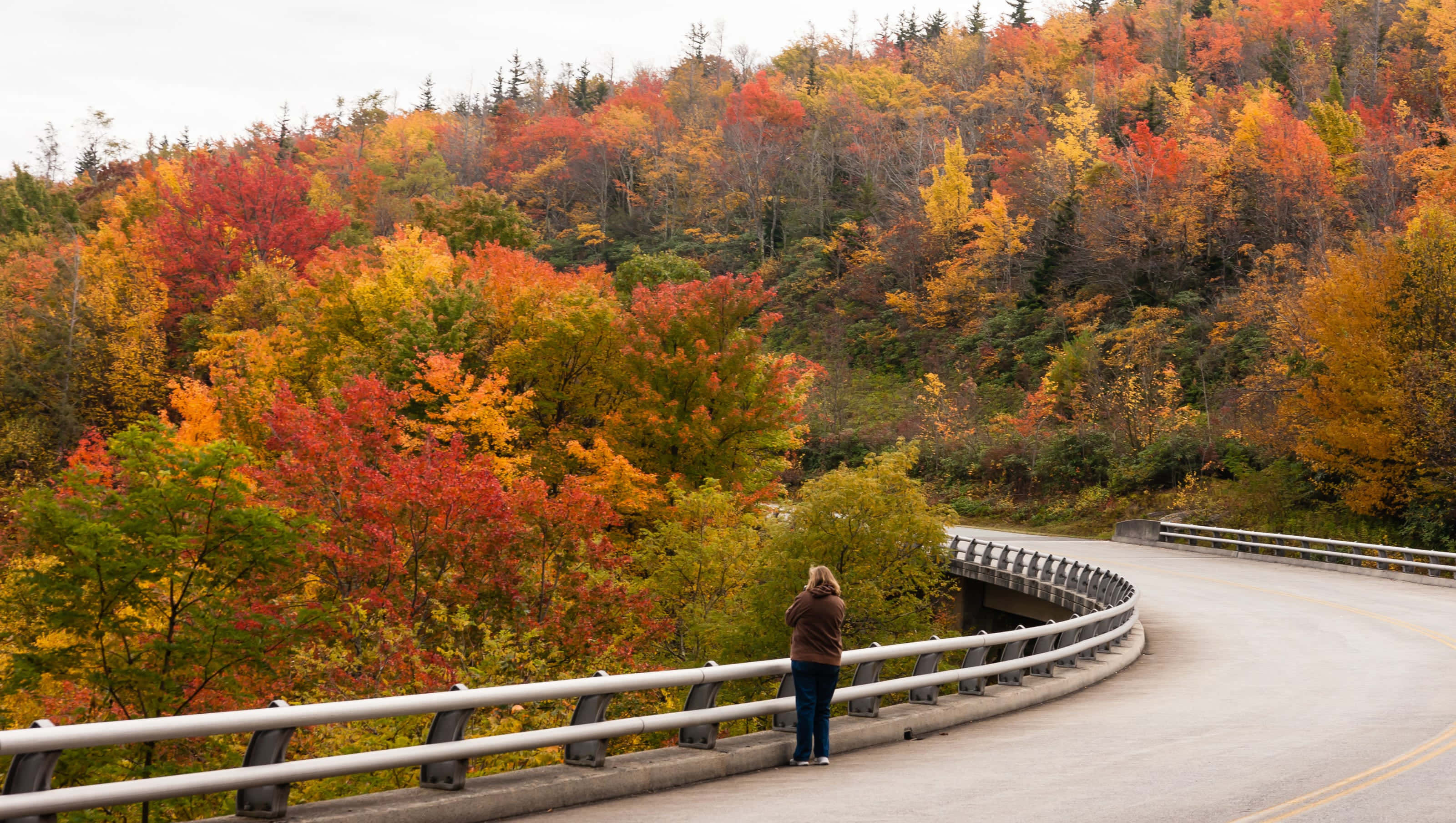 Blue Ridge Parkway 桌布 壁紙 — 一個孤獨的人站在蜿蜒道路的欄杆上，凝視著在陰天下一片火紅秋葉的山坡。