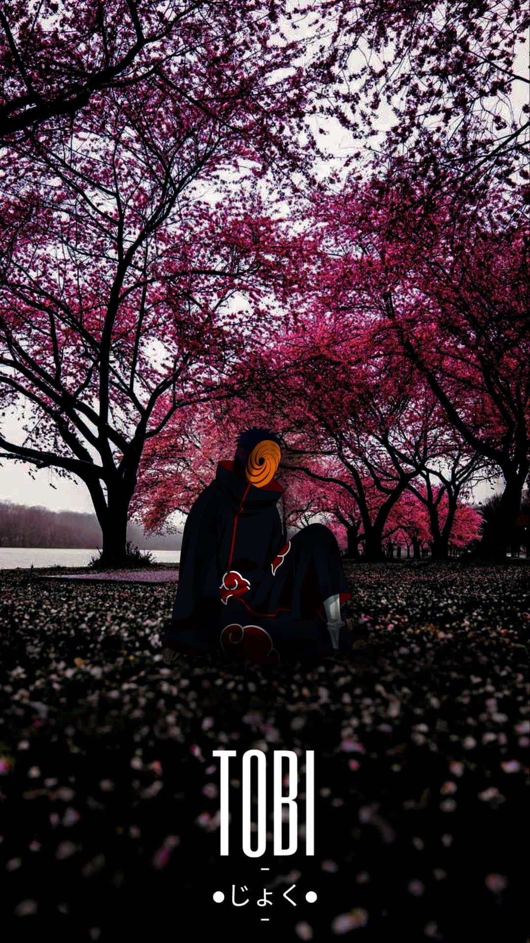 Akatsuki Tobi 桌布 壁紙 — 一個孤獨的動漫角色坐在充滿活力的粉紅色櫻花樹冠下，花瓣覆蓋地面。