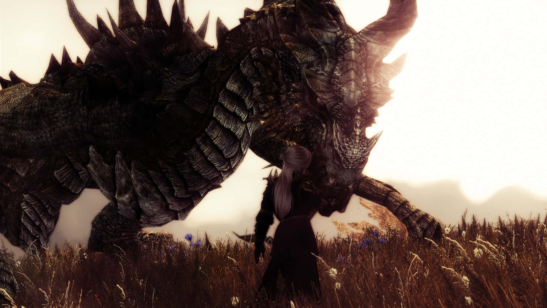 Skyrim Paarthurnax 桌布 壁紙 — 一個孤獨的裝甲戰士在日落時分的金色田野中，挑釁地站在一隻巨大的尖刺龍面前。