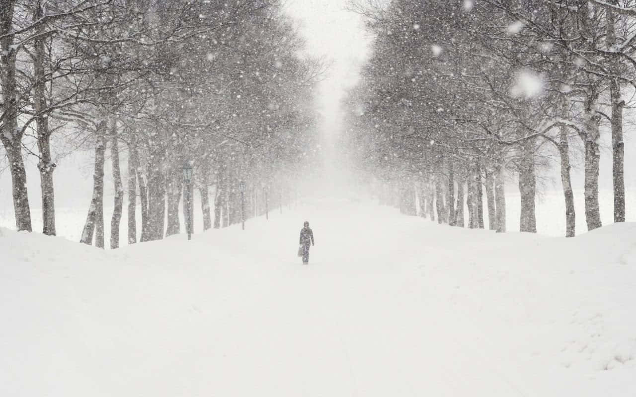Snowstorm 桌布 壁紙 — 一個孤獨的身影在漫天大雪中，沿著兩旁光禿樹木的積雪小徑行走。