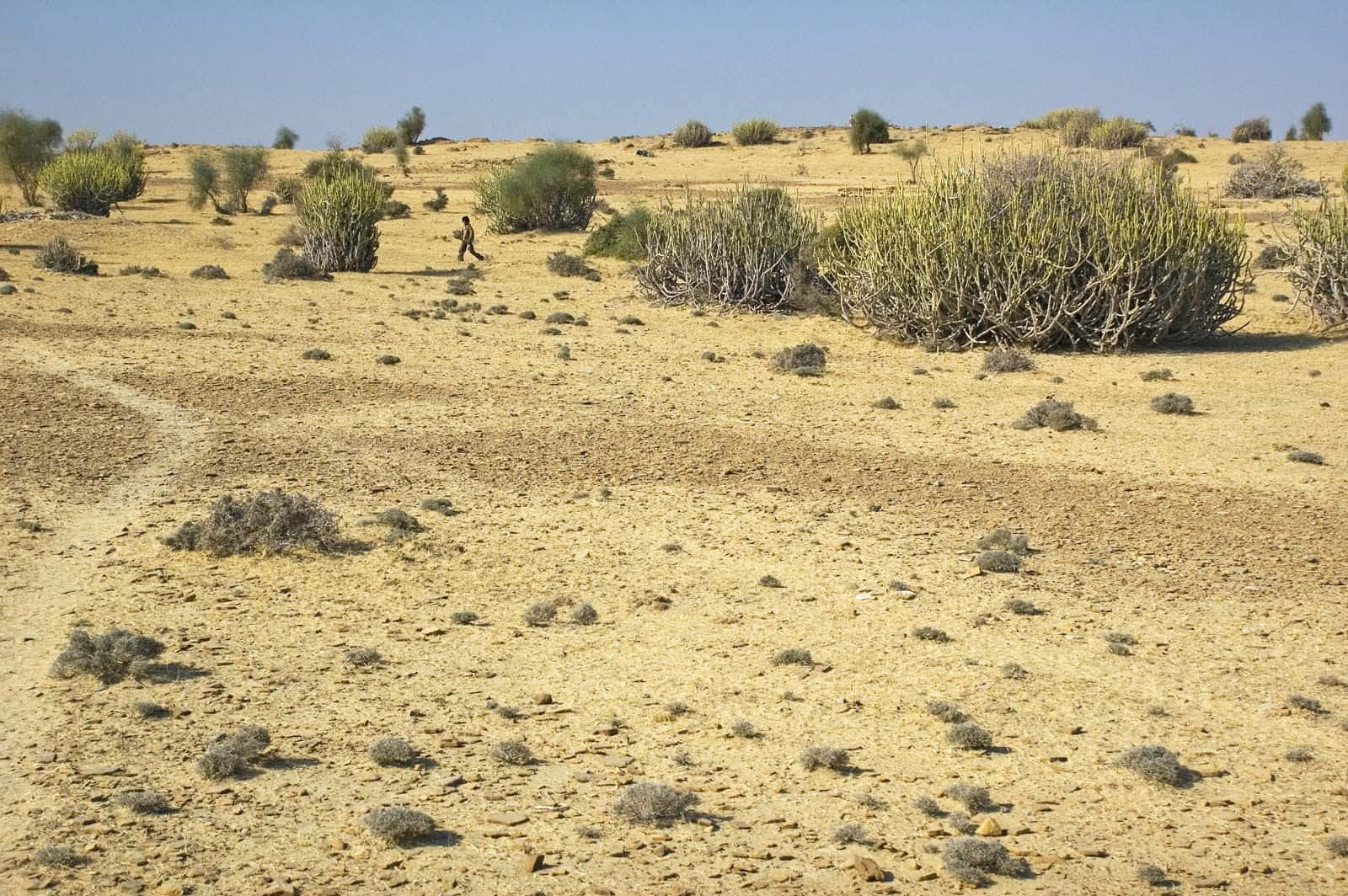 Rajasthan 桌布 壁紙 — 一個孤獨的身影走過烈日曝曬的沙漠景觀，稀疏的綠色灌木點綴其間，頭頂是清澈的藍天。