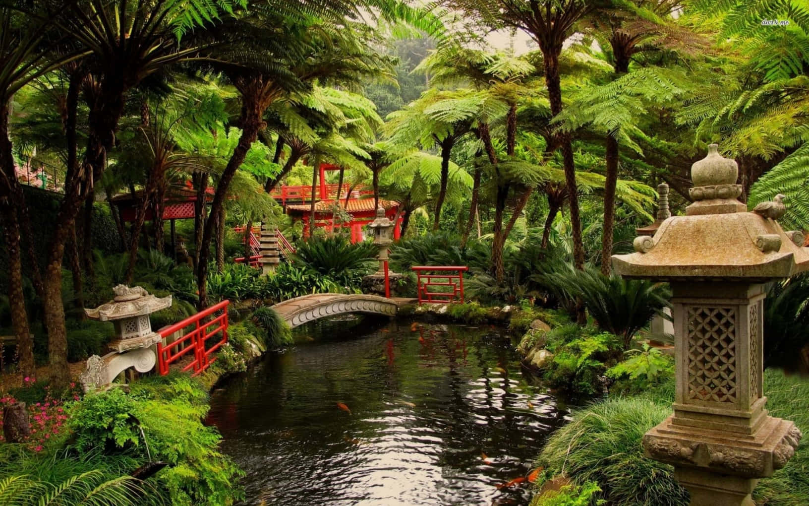 Samurai Garden 桌布 壁紙 — 一個寧靜的日本花園，有一座石橋橫跨錦鯉池，周圍環繞著茂密的蕨類植物和紅色燈籠。