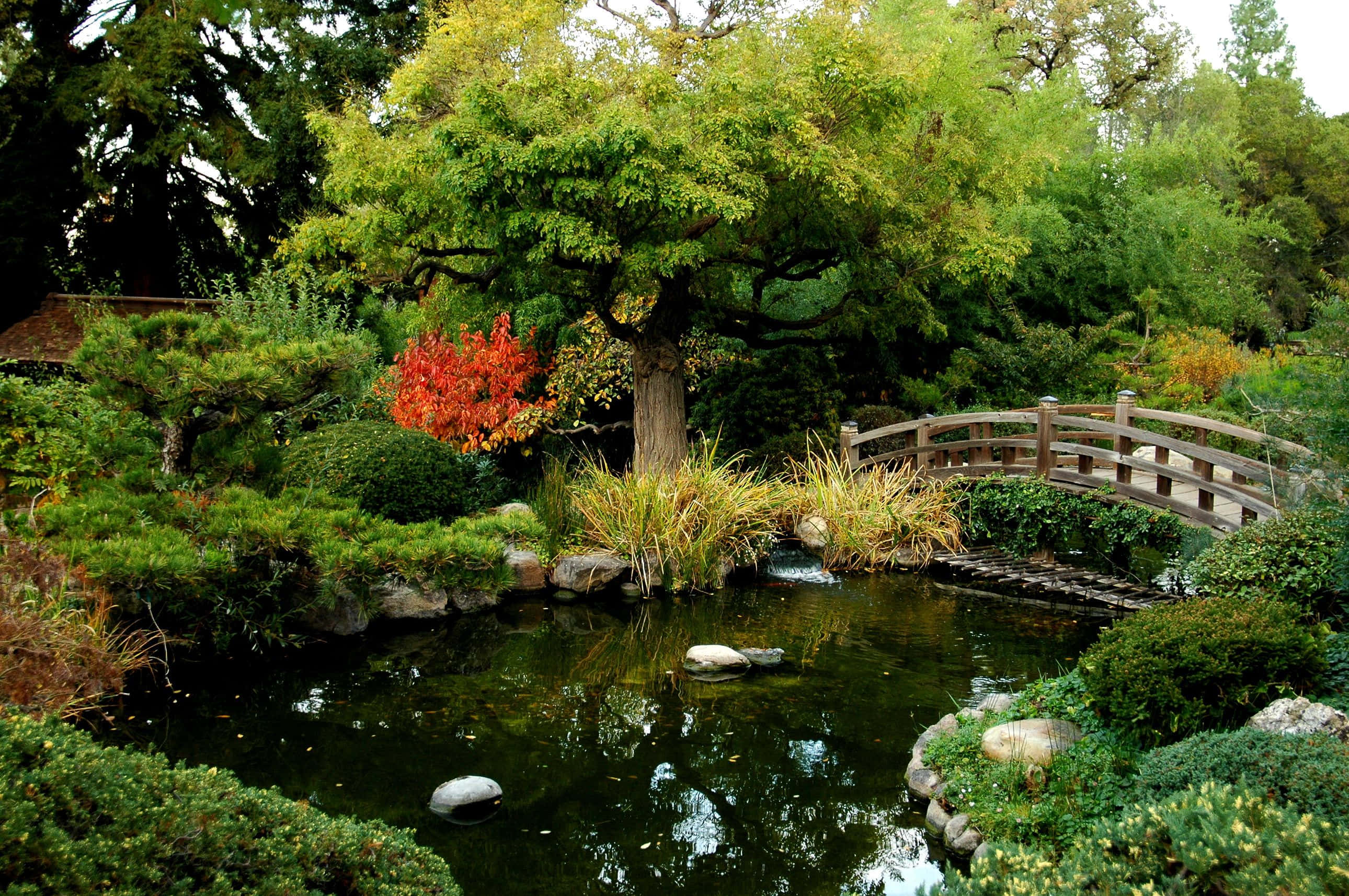 Pond 桌布 壁紙 — 一個寧靜的日本花園池塘，有一座木橋拱起在平靜的水面上，周圍環繞著茂密的綠植和一棵引人注目的紅楓樹。