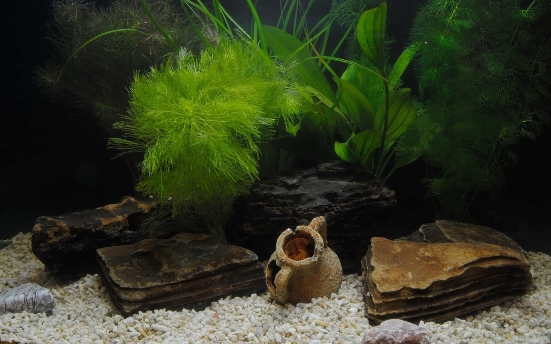 水族箱 桌布 壁紙 — 一個寧靜的水族箱場景，有茂盛的綠色植物、深色浮木和一個放在白色礫石上的陶瓷盆。