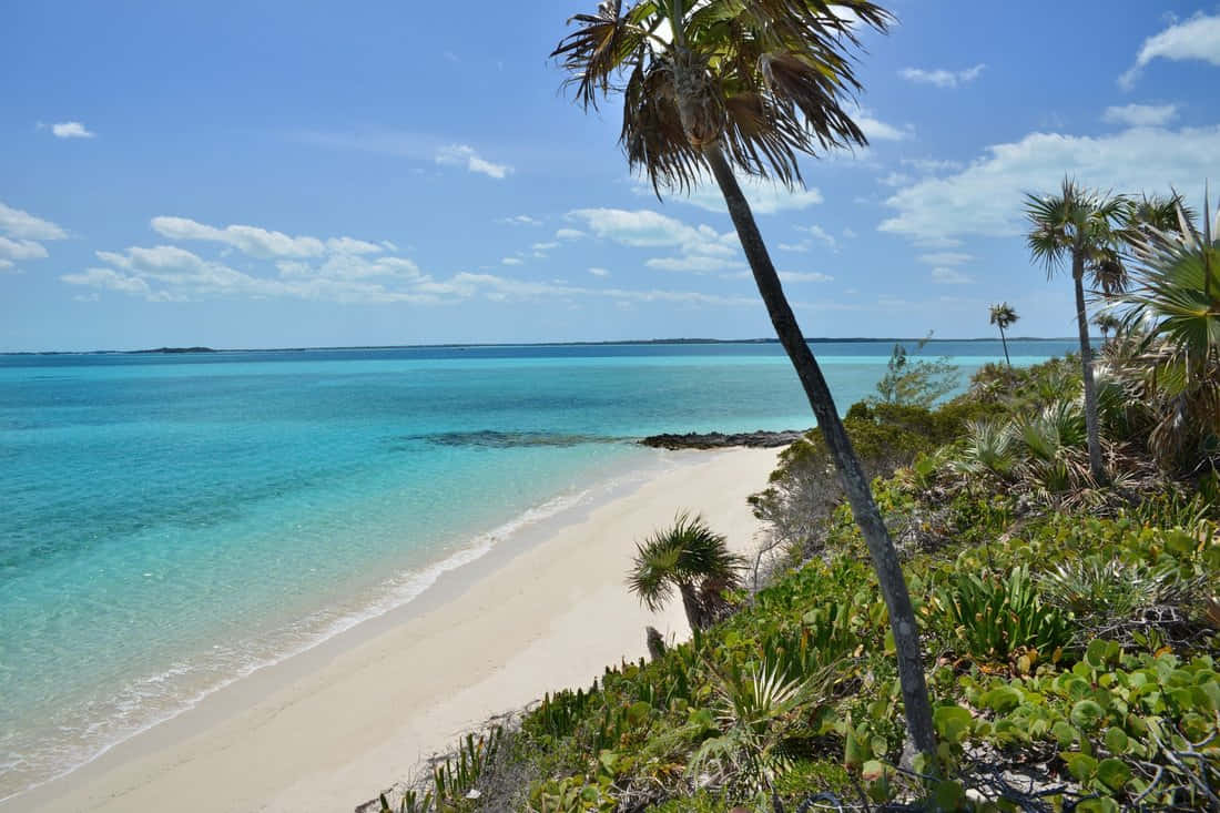 Bahamas Island 桌布 壁紙 — 一個寧靜的熱帶海灘，擁有碧綠的海水、溫柔的海浪、白色的沙灘和棕櫚樹在明亮的藍天下搖曳。