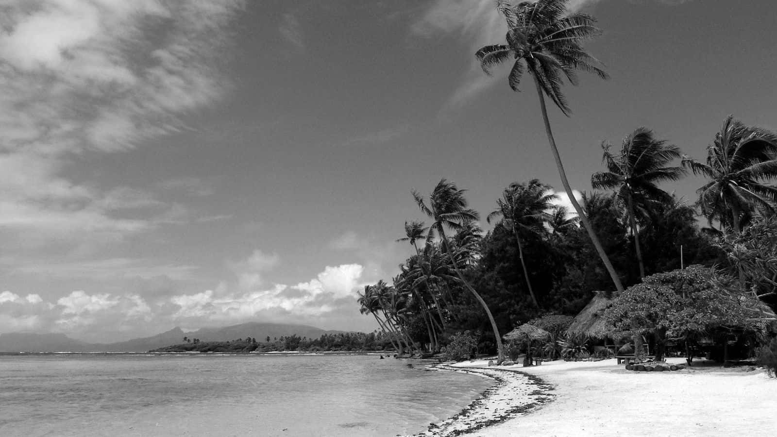 Black And White Beach 桌布 壁紙 — 一個寧靜的黑白熱帶海灘場景，棕櫚樹在平靜的海岸線附近搖曳，天空多雲。