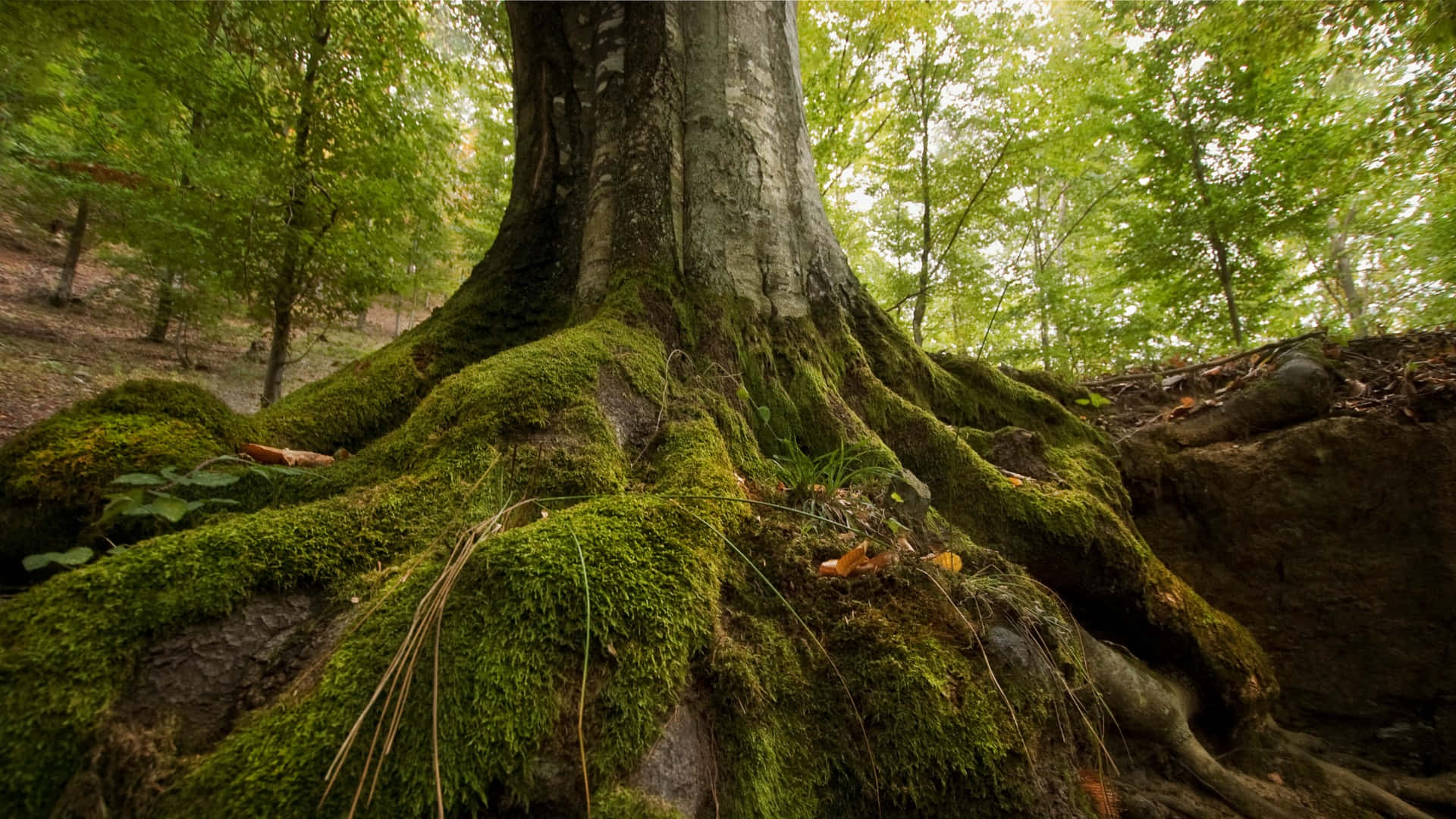 Forest Conservation 桌布 壁紙 — 一個巨大的、長滿苔蘚的樹根系統主導了陽光斑駁的森林地面，充滿了鮮綠色的樹葉和散落的秋葉。