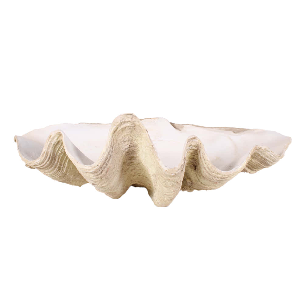 Clam Shell 桌布 壁紙 — 一個帶有波浪紋理和奶油米色調的大扇貝貝殼，靠在純白背景上。