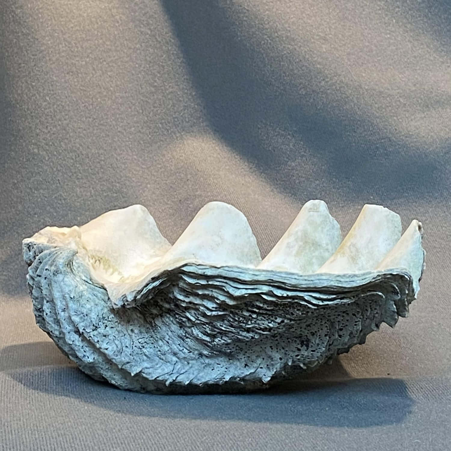 Clam Shell 桌布 壁紙 — 一個帶有紋理的大型牡蠣殼，外部有棱紋，內部有光滑的脊線，放置在灰色織物表面上。