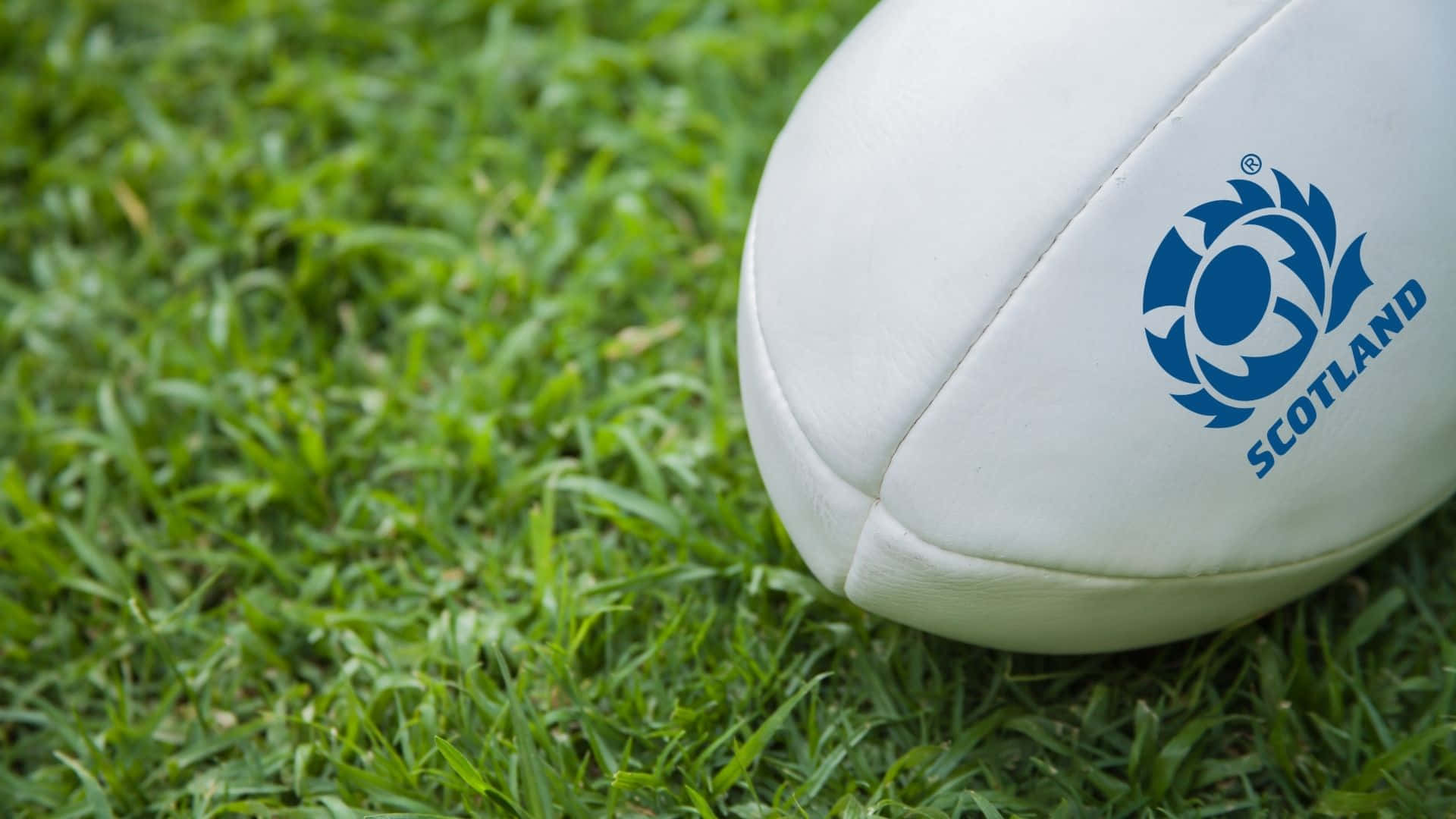 Scotland Rugby 桌布 壁紙 — 一個帶有蘇格蘭標誌的白色欖球，清晰地放在鮮綠色的草地上。