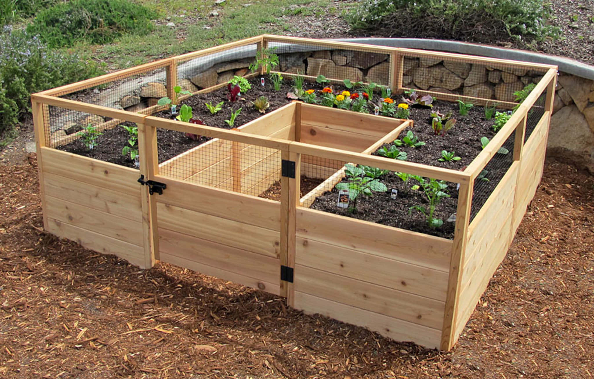 Garden Bed 桌布 壁紙 — 一個帶有鐵絲網圍欄的木製高架花園床，年輕植物在覆蓋物包圍的肥沃土壤中生長。
