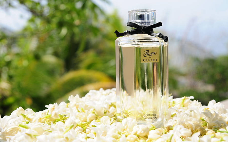 Gucci 桌布 壁紙 — 一個帶有黑色絲帶的透明Gucci Flora香水瓶，在明亮的陽光下放在白色茉莉花叢上。