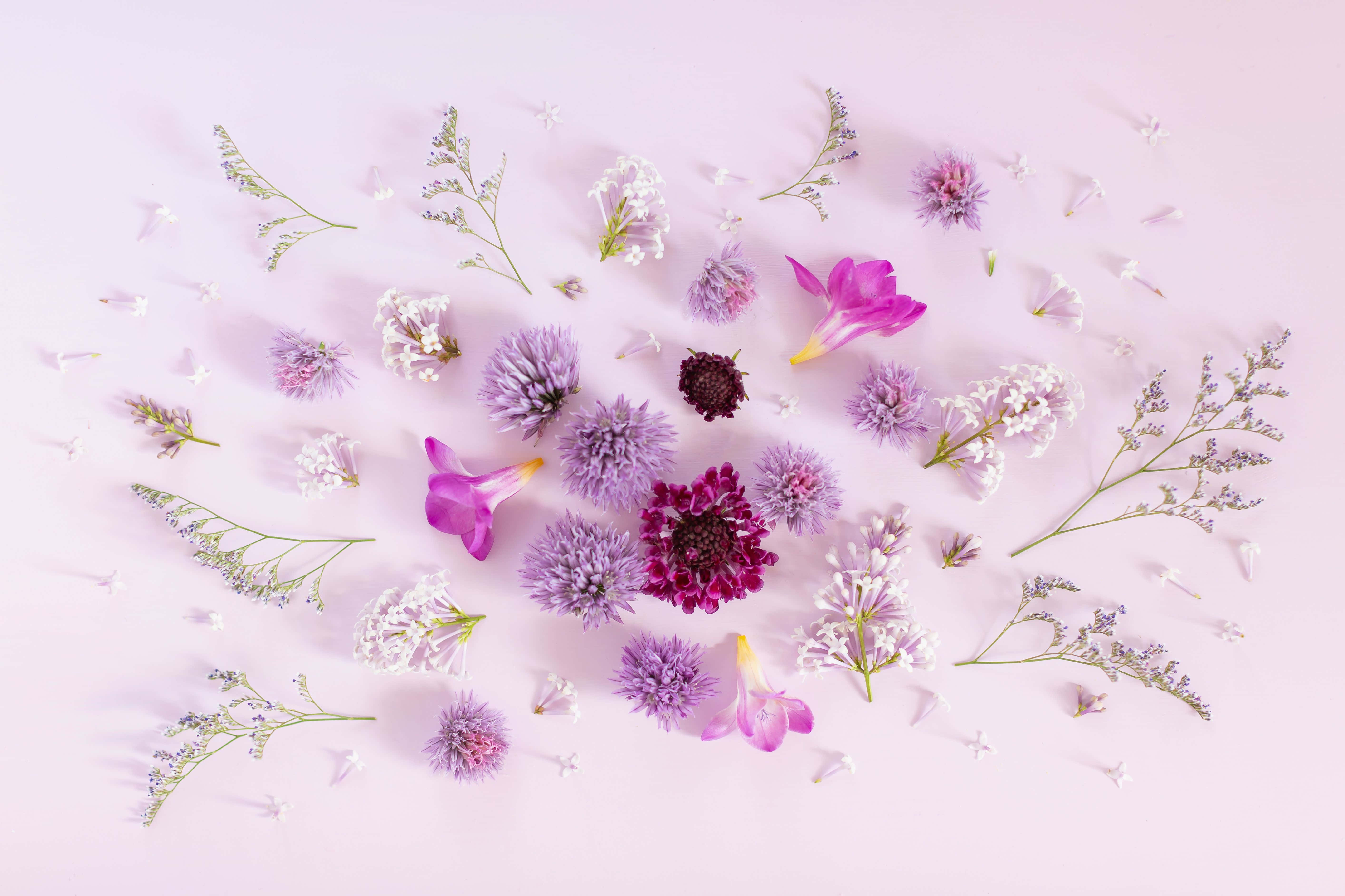 Purple Flowers 桌布 壁紙 — 一個平鋪佈置，將精緻的紫色、粉紅色和白色花朵及莖散落在柔和的粉彩粉紅色背景上。