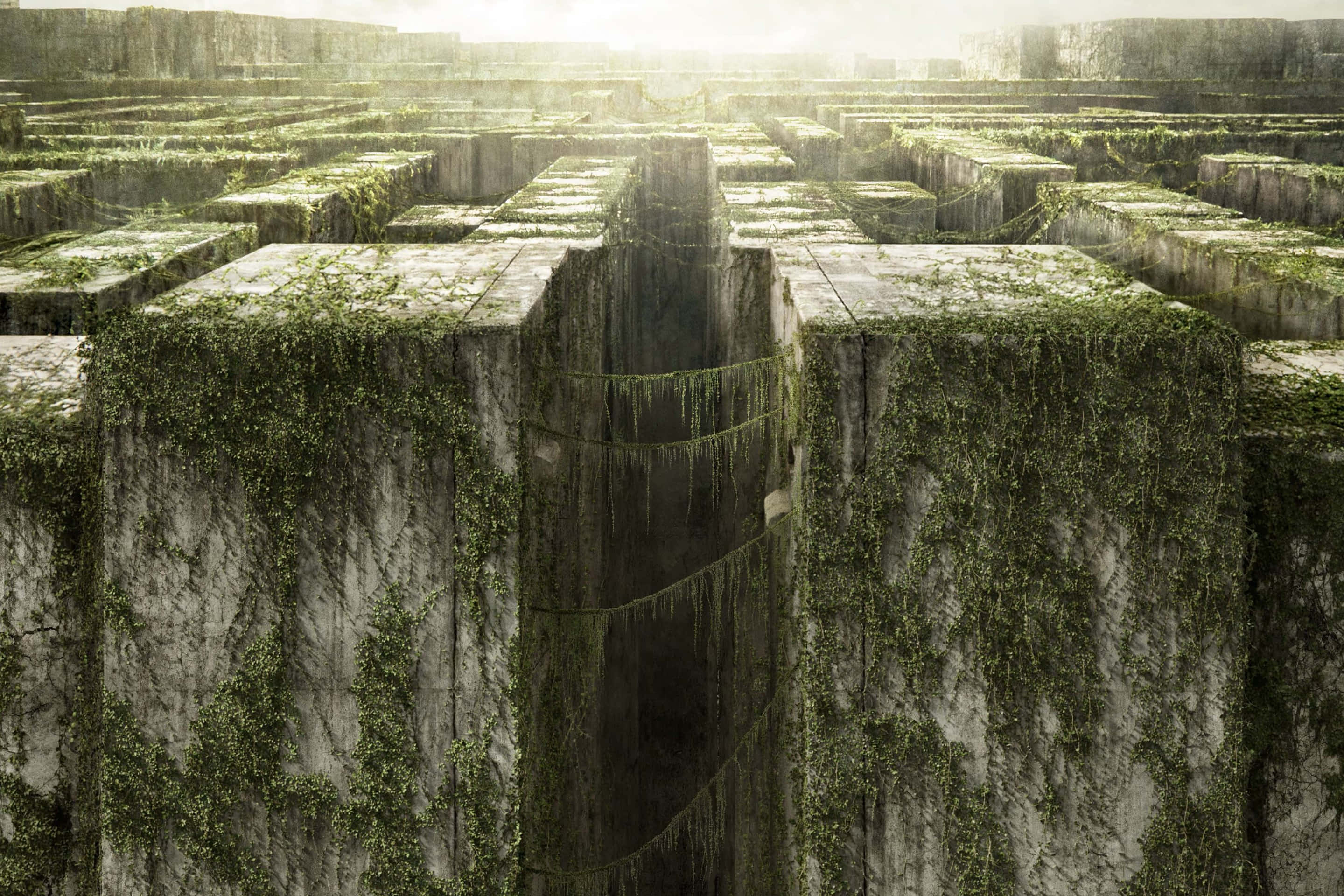 Maze Runner 桌布 壁紙 — 一個廣闊嘅古老石迷宮，長滿苔蘚同藤蔓，喺朦朧嘅陽光天空下。
