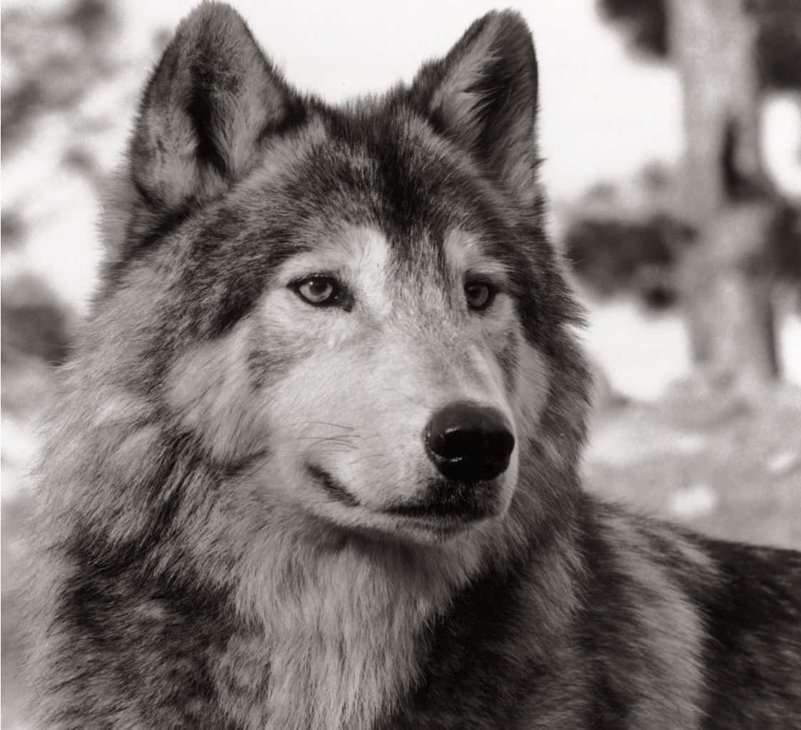 Wolf Photography 桌布 壁紙 — 一個引人注目的黑白特寫，捕捉狼在雪地森林背景下強烈的凝視。