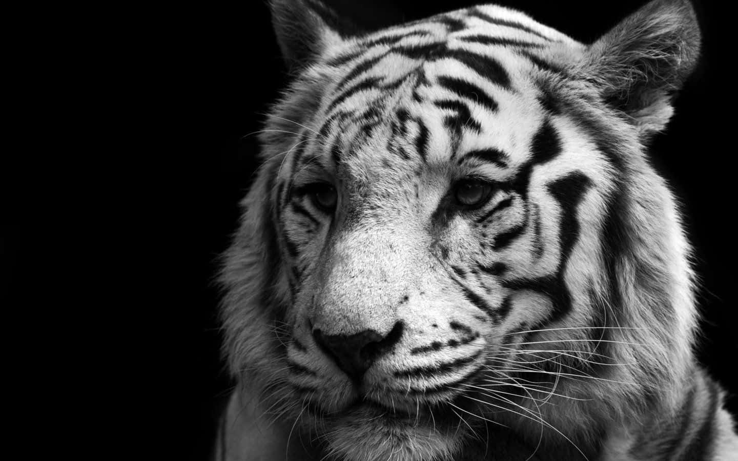 Black And White Animal 桌布 壁紙 — 一個引人注目的黑白特寫，捕捉老虎在純黑背景上的強烈凝視。