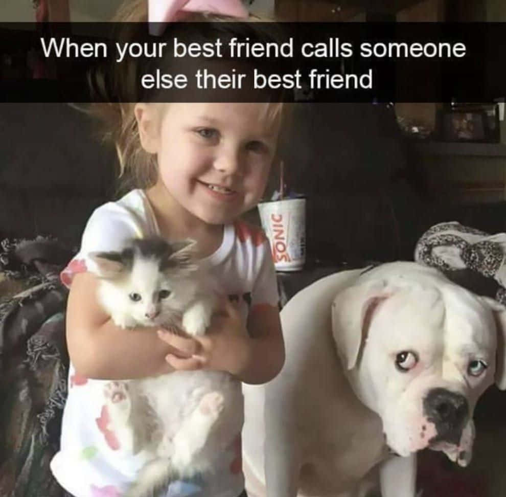 Pet Memes 桌布 壁紙 — 一個微笑的女孩抱著一隻小貓，而一隻狗則帶著嫉妒的表情看著。