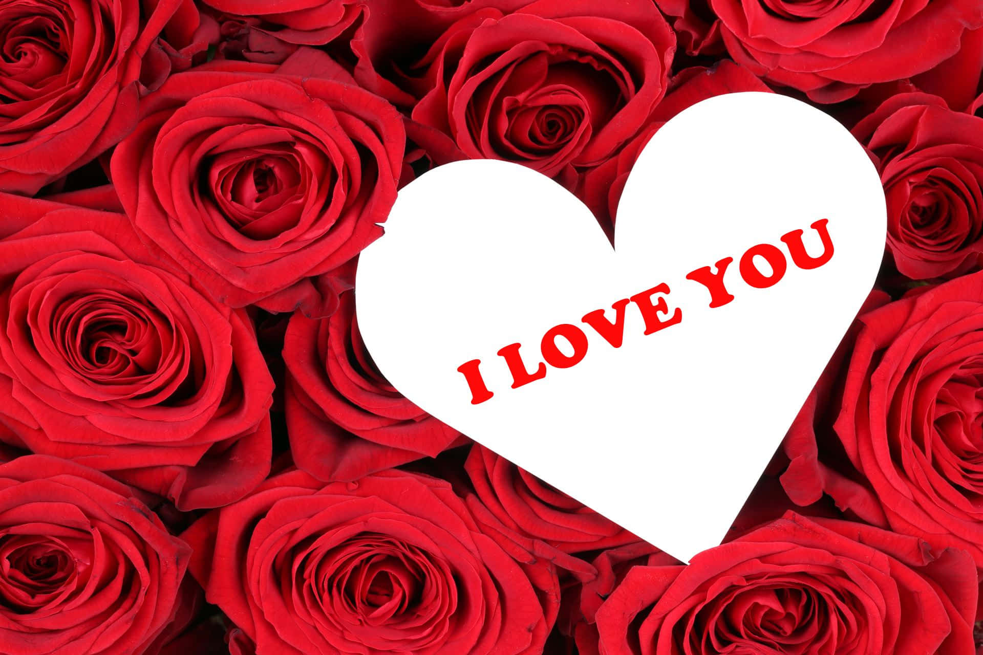 白色心形 桌布 壁紙 — 一個心形標誌，上面有紅色文字寫著 I LOVE YOU，放在一床鮮豔的紅玫瑰上。