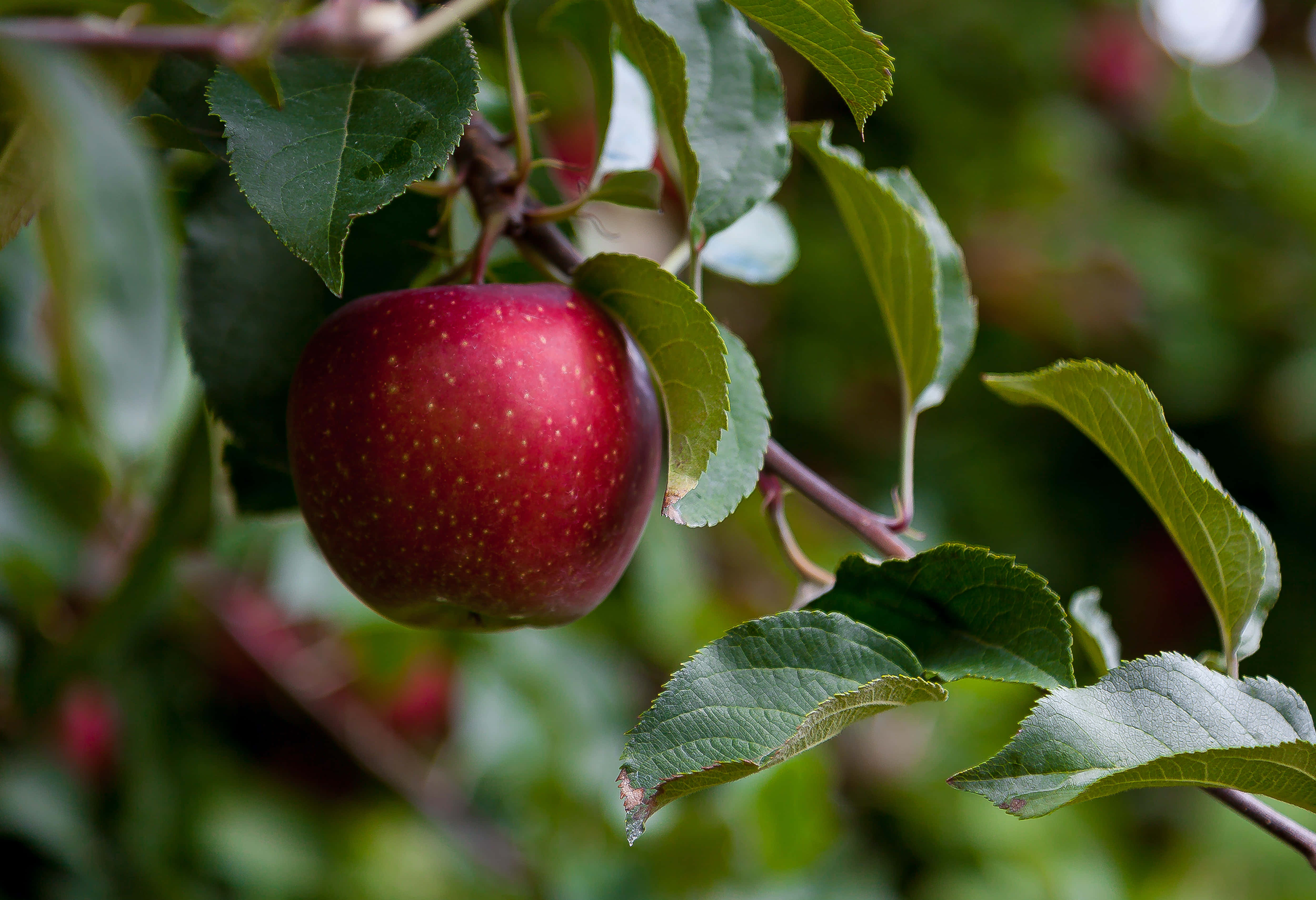 Summer Fruits 桌布 壁紙 — 一個成熟的紅蘋果掛在樹枝上，周圍是茂密的綠葉，在柔和自然光下。