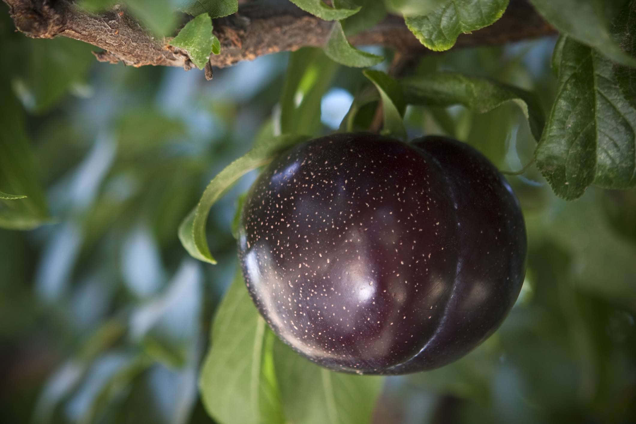 Purple Plums 桌布 壁紙 — 一個成熟的紫色布冧帶有白色斑點，掛在樹枝上，周圍是茂密的綠葉。