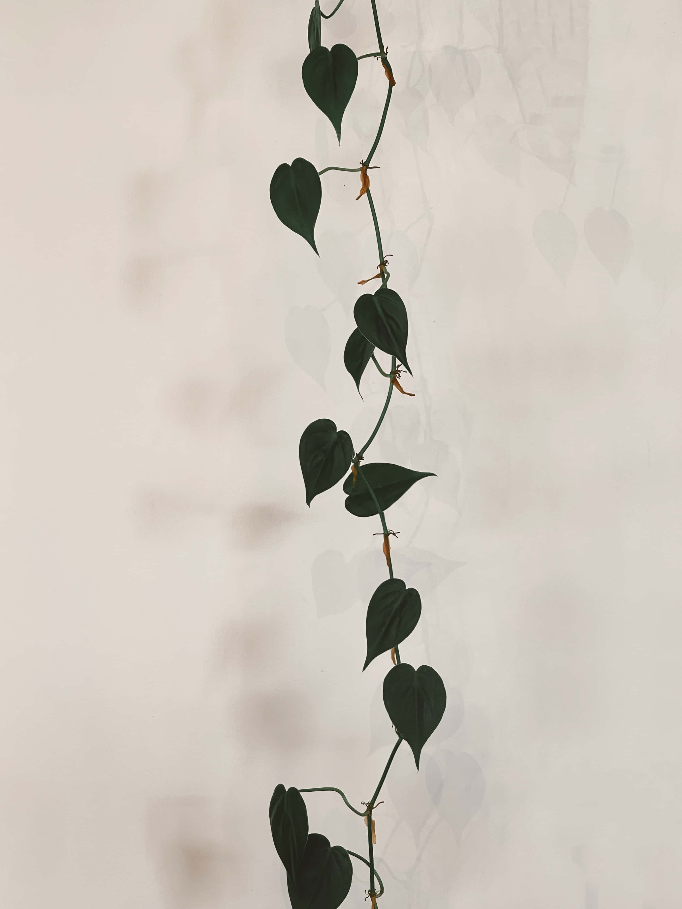 一個掛住嘅植物，上面有葉 壁紙