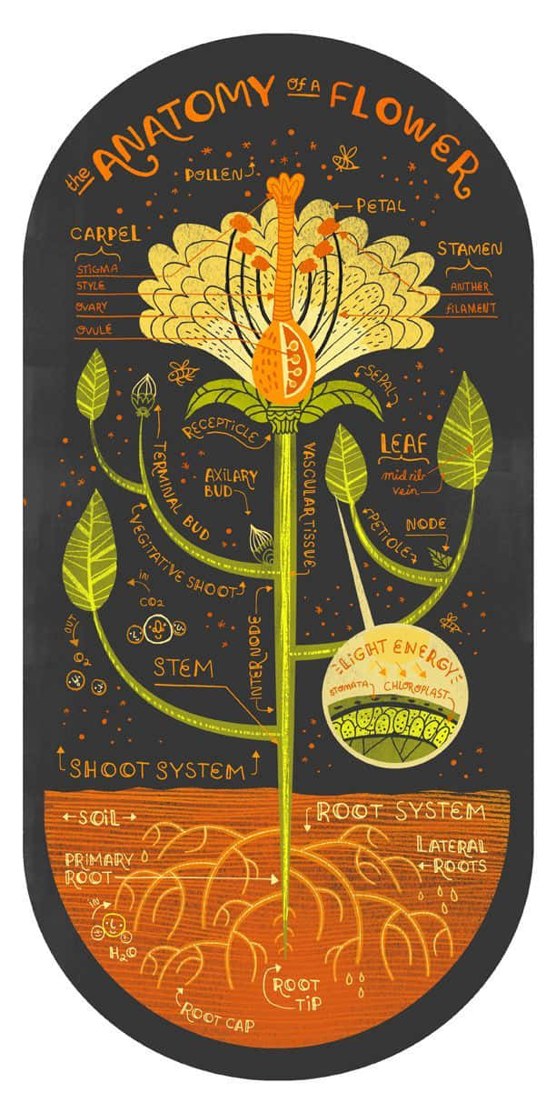 Compost 桌布 壁紙 — 一個插圖圖表，在深色背景上顯示帶有標籤的花朵解剖結構，包括其芽和根系。