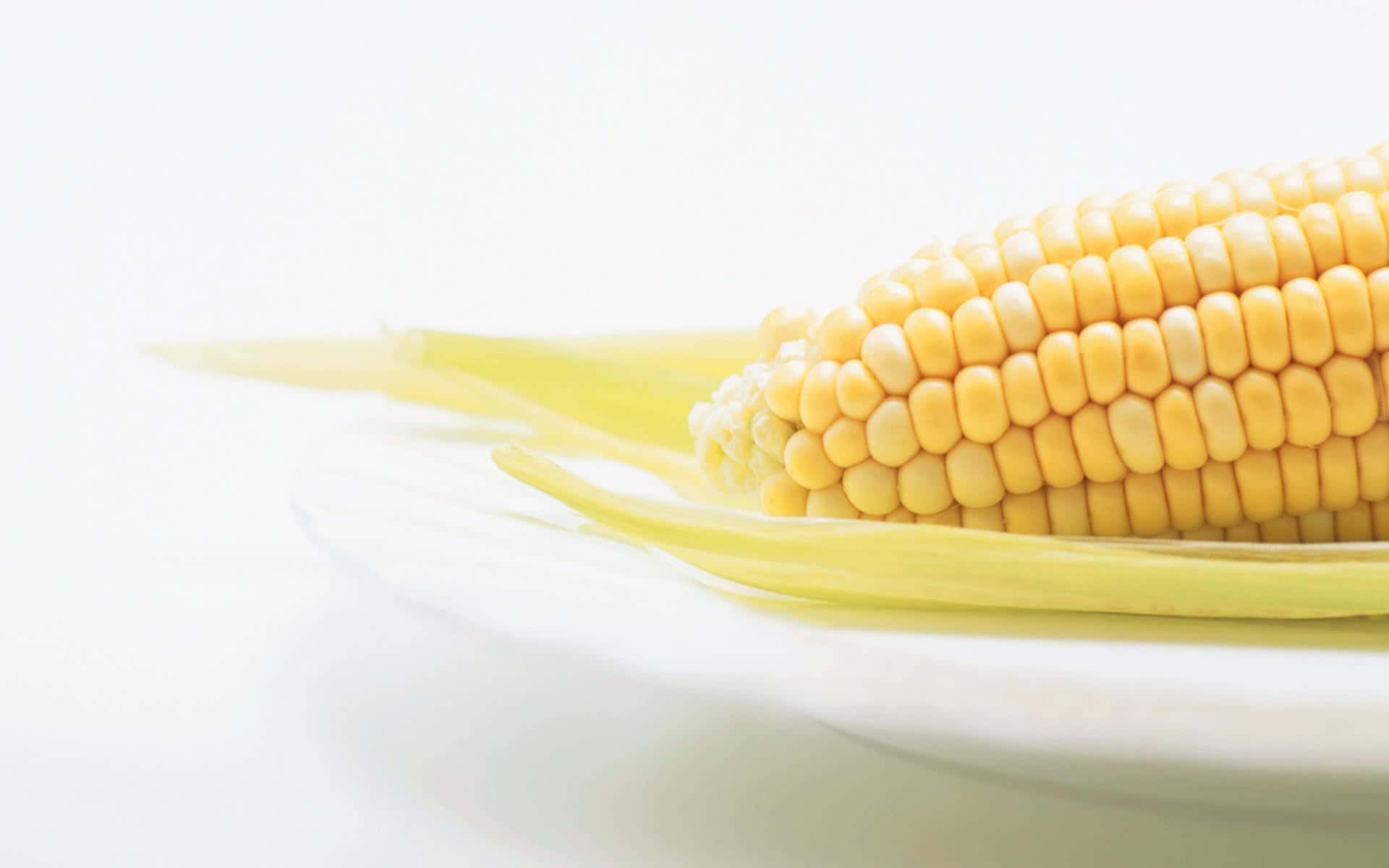Corn 桌布 壁紙 — 一個新鮮黃色粟米芯的特寫，帶有淡色外殼，放在白色碟子上，背景為明亮的白色。