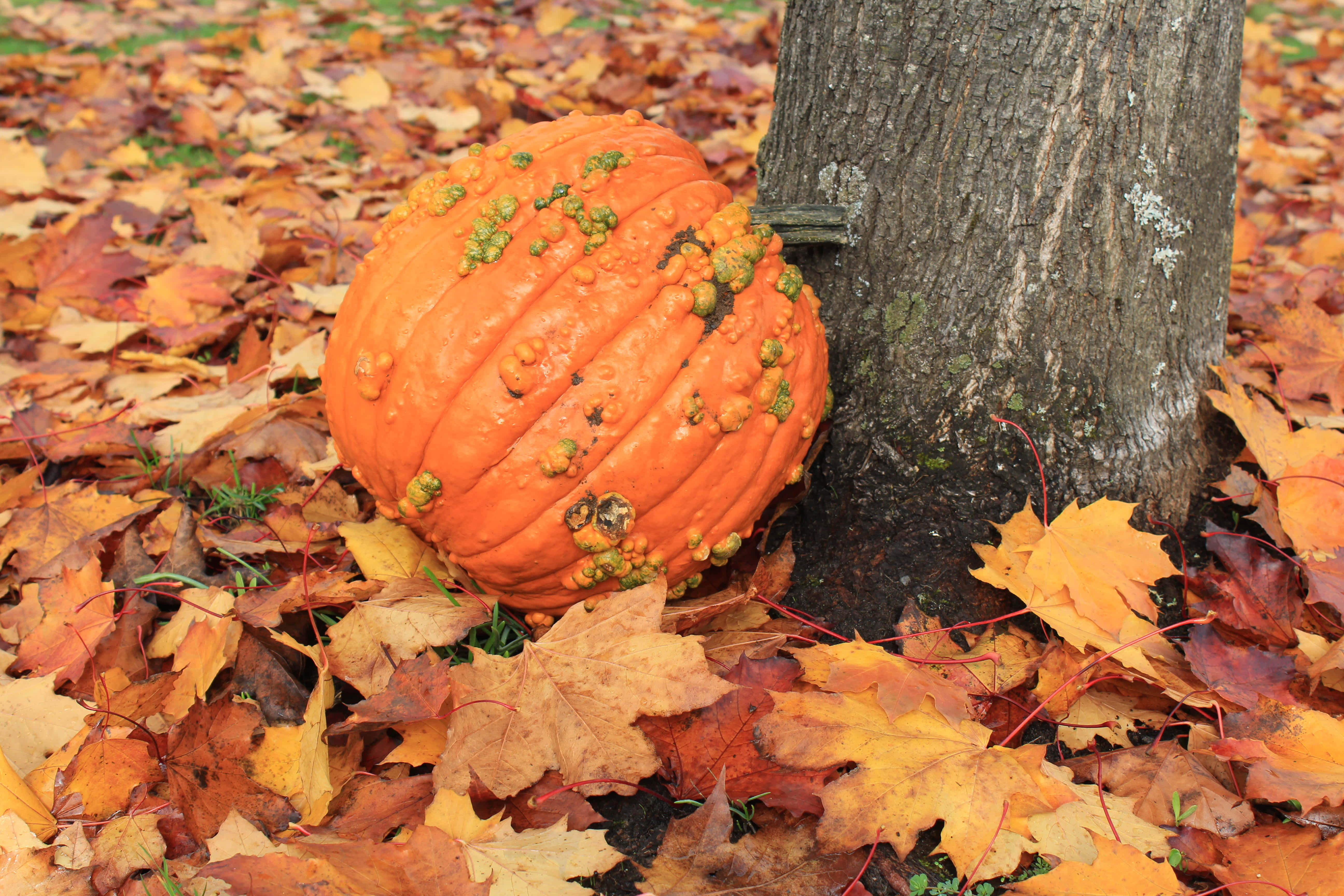 Autumn Food 桌布 壁紙 — 一個有紋理的橙色南瓜放在樹幹旁邊，周圍是落葉地毯。
