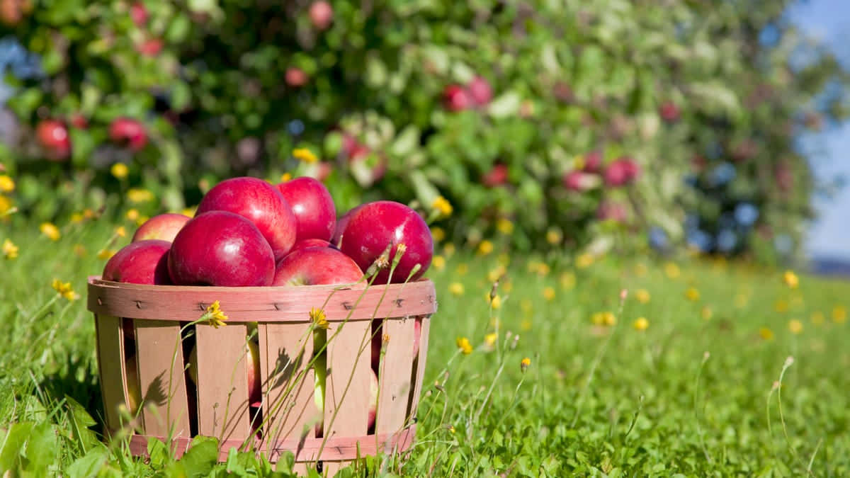 Fall Apples 桌布 壁紙 — 一個木籃子裝滿了閃亮的紅蘋果，放在陽光明媚、點綴著黃花的草地上。