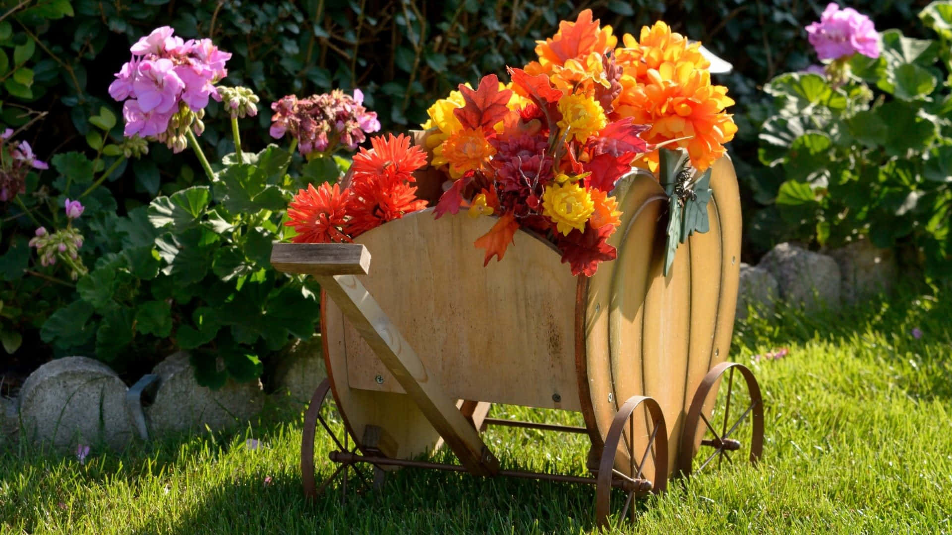 Flower Cart 桌布 壁紙 — 一個木製南瓜形狀的手推車，裝滿了鮮豔的橙色、紅色和黃色花朵，放在綠色草地上，旁邊是粉紅色的天竺葵。