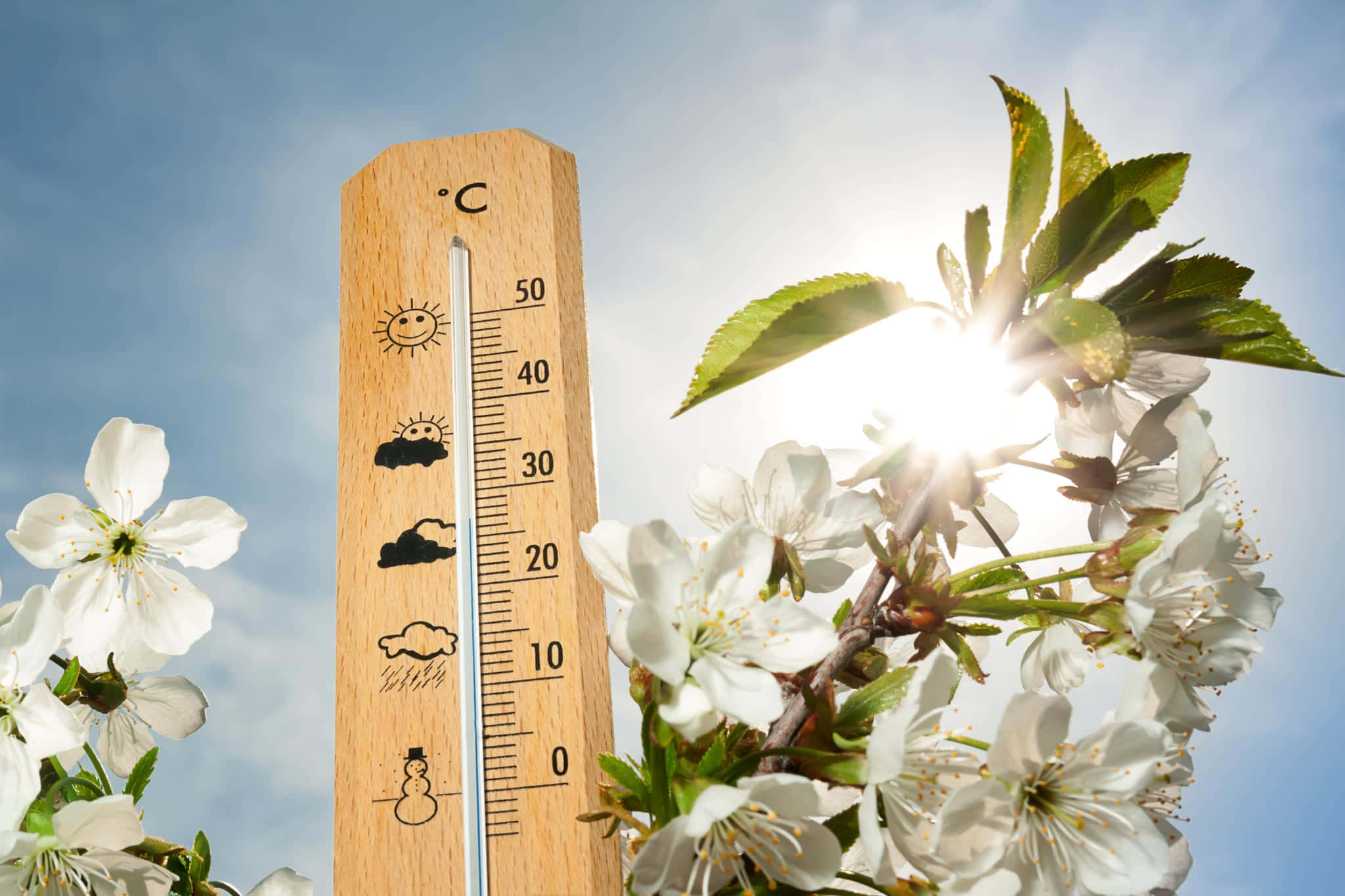 Spring Weather 桌布 壁紙 — 一個木製溫度計矗立在盛開的白色櫻花中，背景是明亮的陽光藍天。