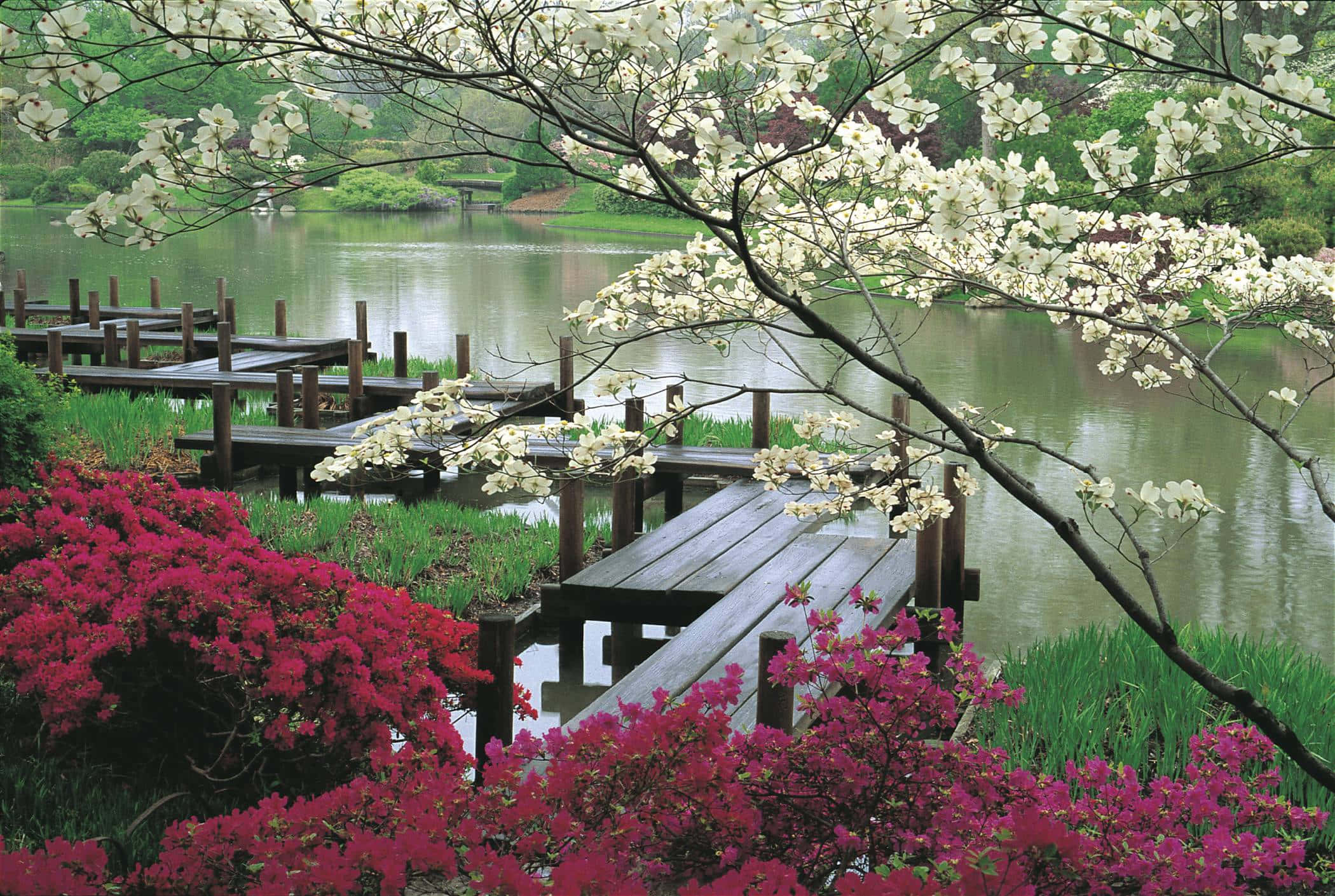 Spring Garden 桌布 壁紙 — 一個木製碼頭延伸至平靜的池塘上，池塘被春天盛開的白色花枝和鮮豔的粉紅色杜鵑花環繞。