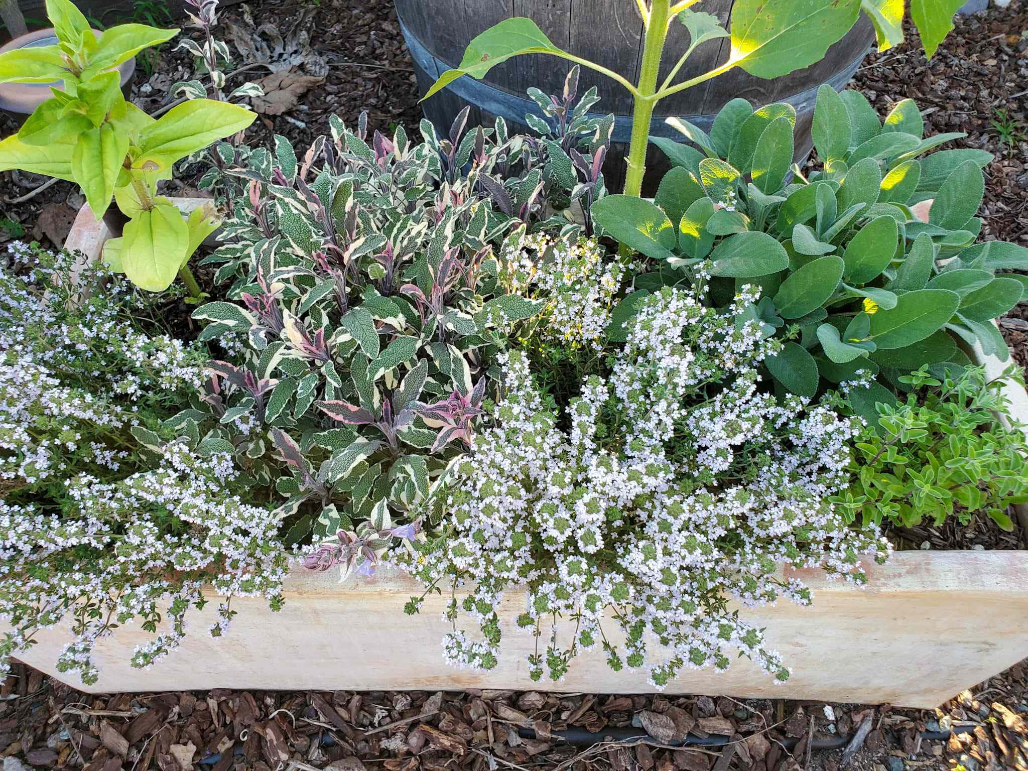 Herb Garden 桌布 壁紙 — 一個木製花盆，在明亮陽光下盛滿了鮮綠色的香草和白色花朵。