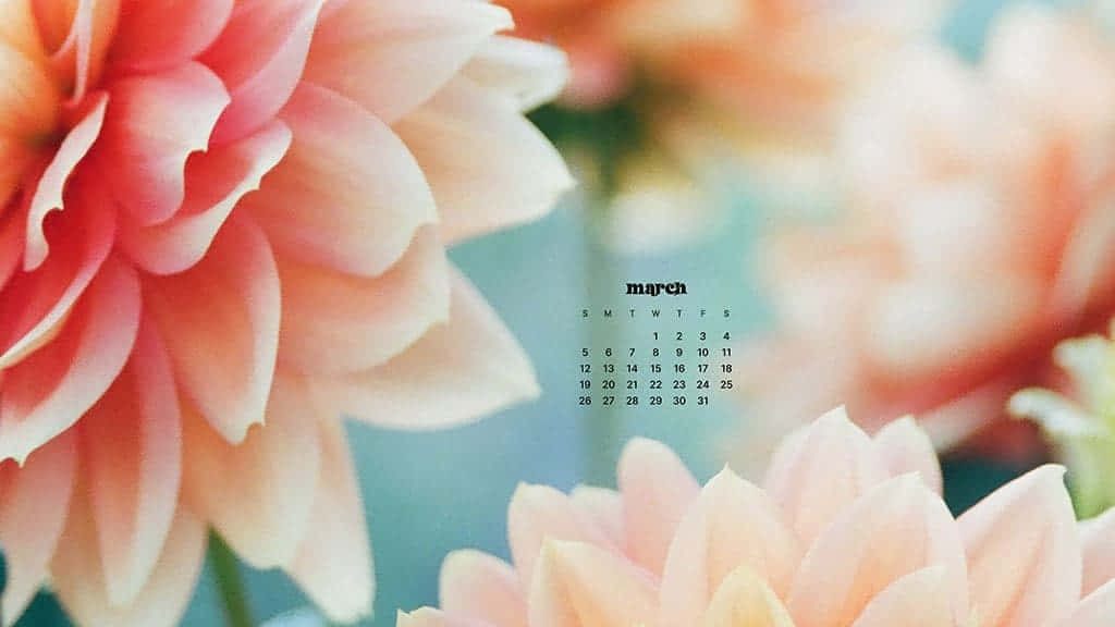 March Desktop 桌布 壁紙 — 一個柔和焦點的三月日曆，以精緻的蜜桃色和粉紅色大麗花環繞，背景是模糊的藍綠色。