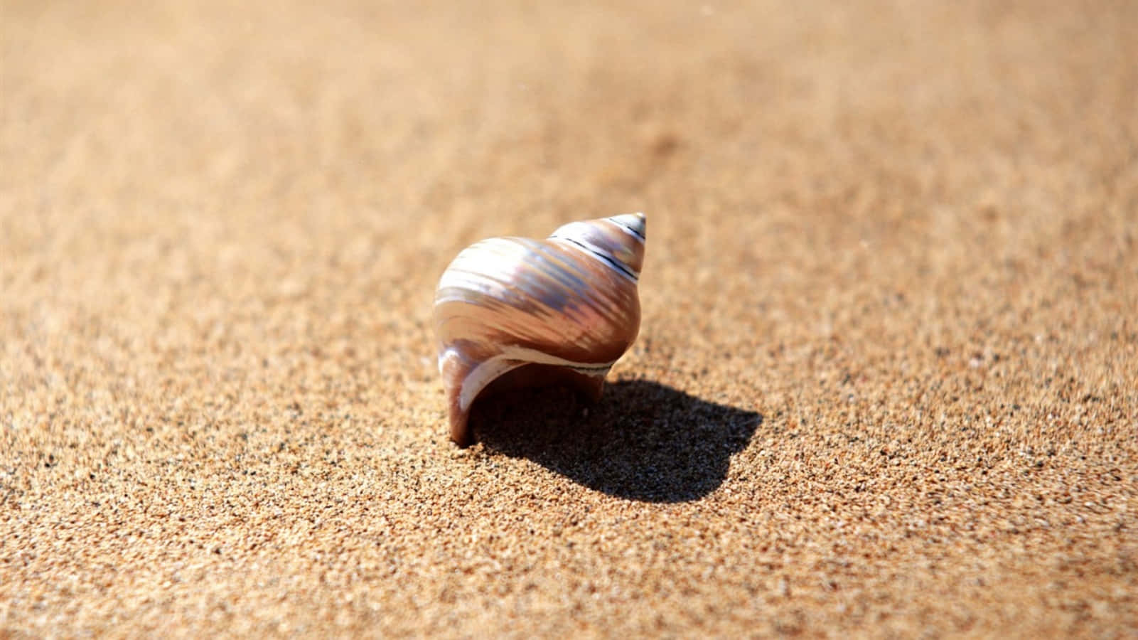 Shell 桌布 壁紙 — 一個條紋貝殼躺在溫暖的金色沙灘上，在明亮的陽光下投下清晰的陰影。