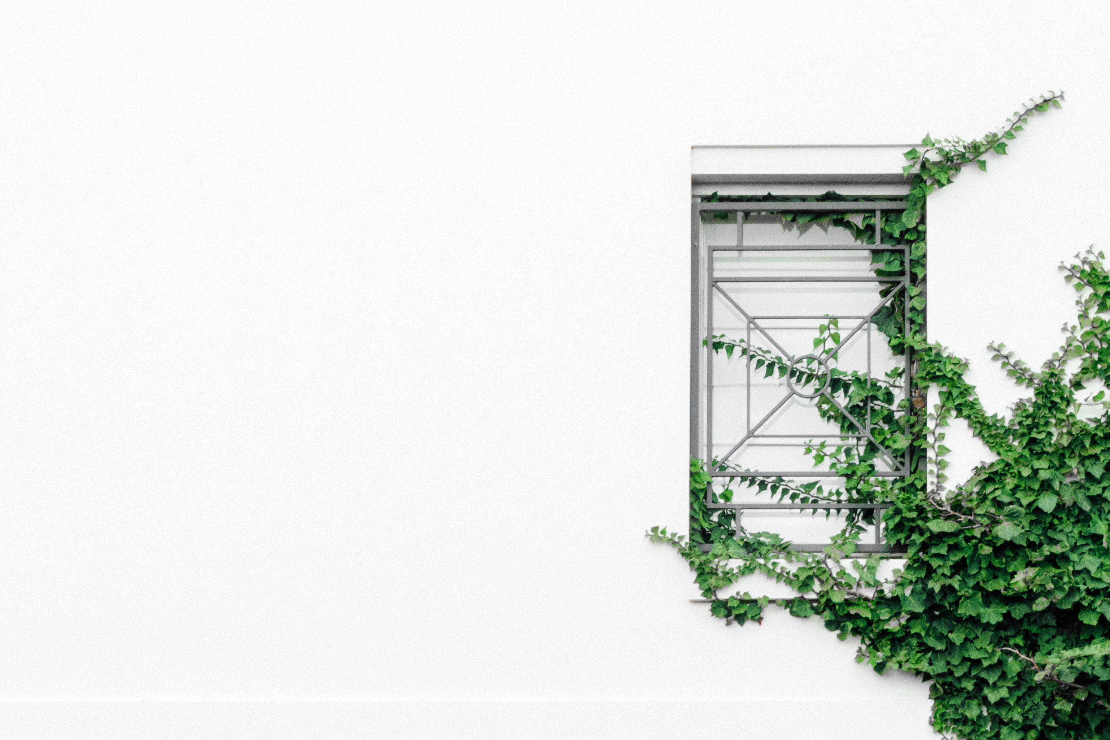 A Minimalist Abstract Art Background 壁紙 — 一個極簡風格的窗戶，被茂密的綠色常春藤攀爬在純白牆壁上所環繞。