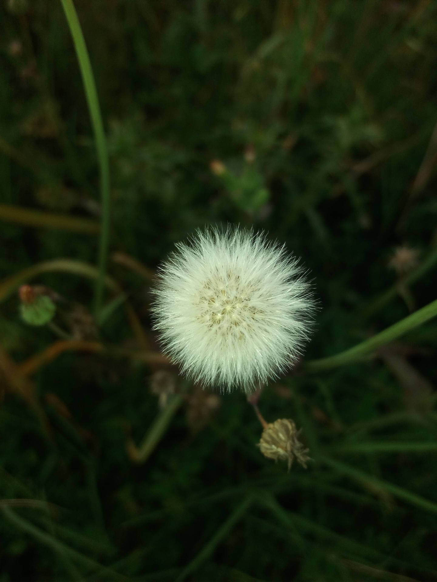 草地上的蒲公英種子頭 — 花系美學 壁紙