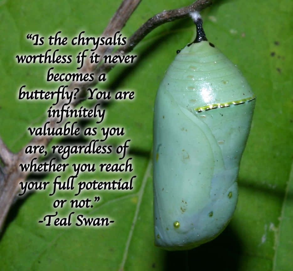 Butterfly Quotes 桌布 壁紙 — 一個淡綠色的蛹掛在樹枝上，背景是茂密的綠葉，並覆蓋著一句鼓舞人心的名言。