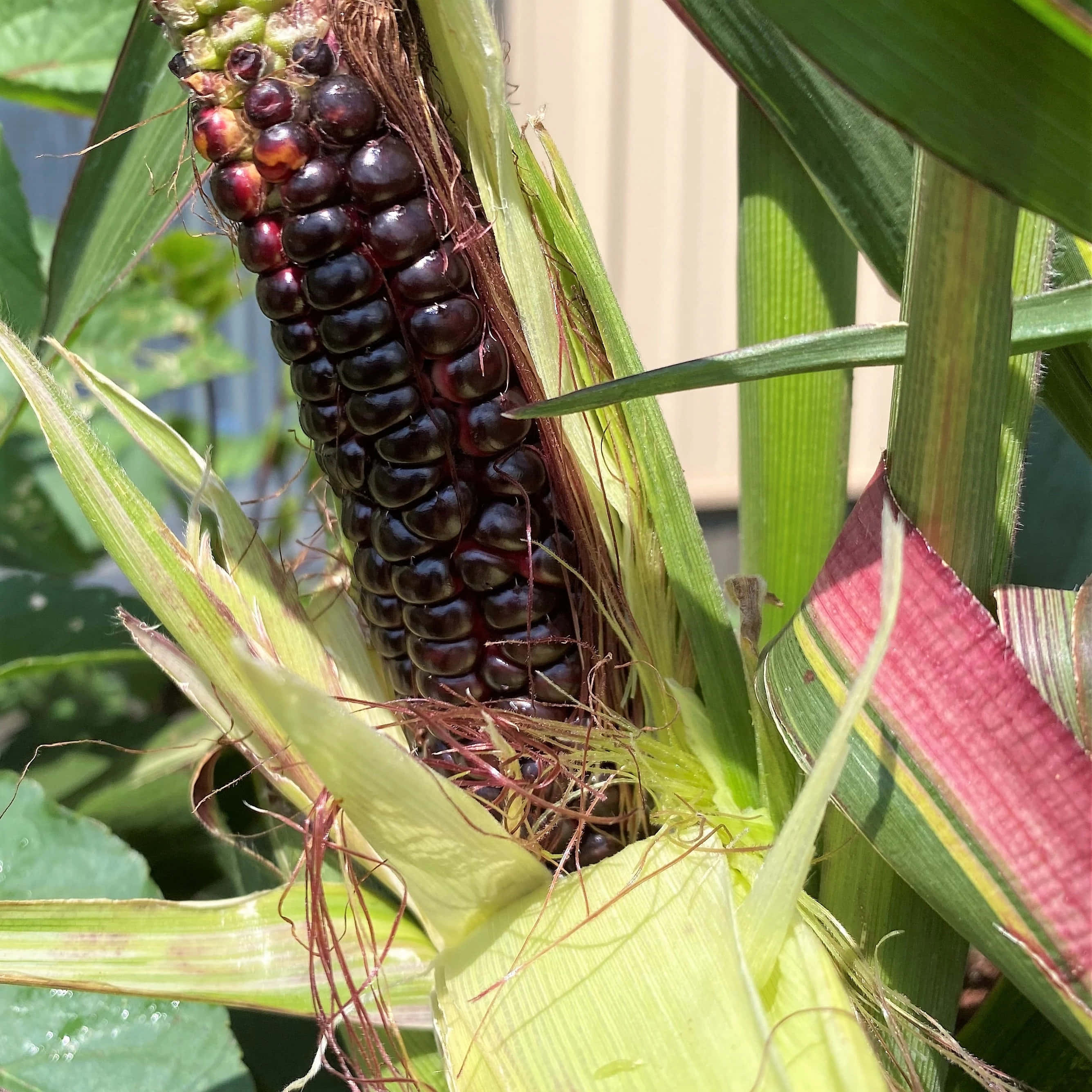 Purple Corn 桌布 壁紙 — 一個深紫色粟米芯的特寫，包裹在鮮綠色外殼中，在明亮陽光下。