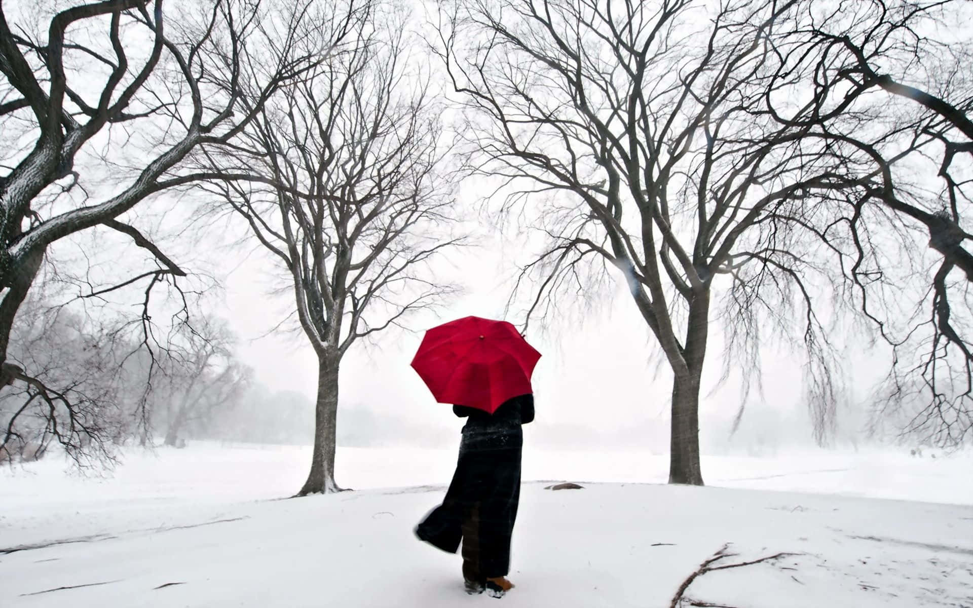 手持紅色雨傘的人在雪地公園中行走，周圍是光禿的樹木