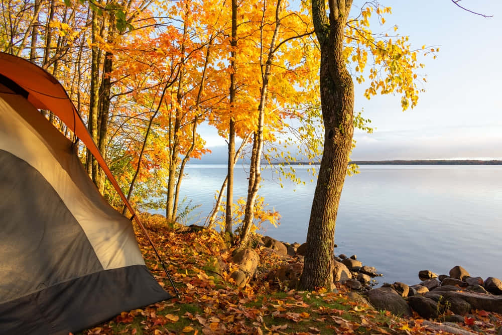 Fall Camping 桌布 壁紙 — 一個灰色和橙色的帳篷，坐落在金色秋樹之間，旁邊是日出時平靜的湖泊。