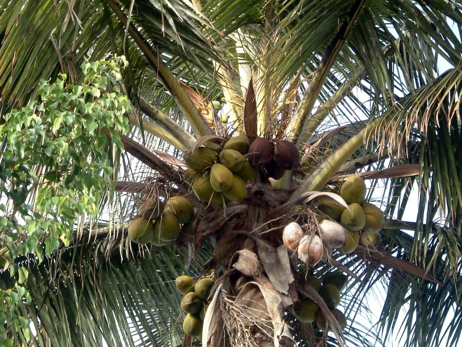 Coconut Tree 桌布 壁紙 — 一個特寫視角，展示一棵掛滿綠色和棕色椰子的椰子樹，背景是明亮的天空。