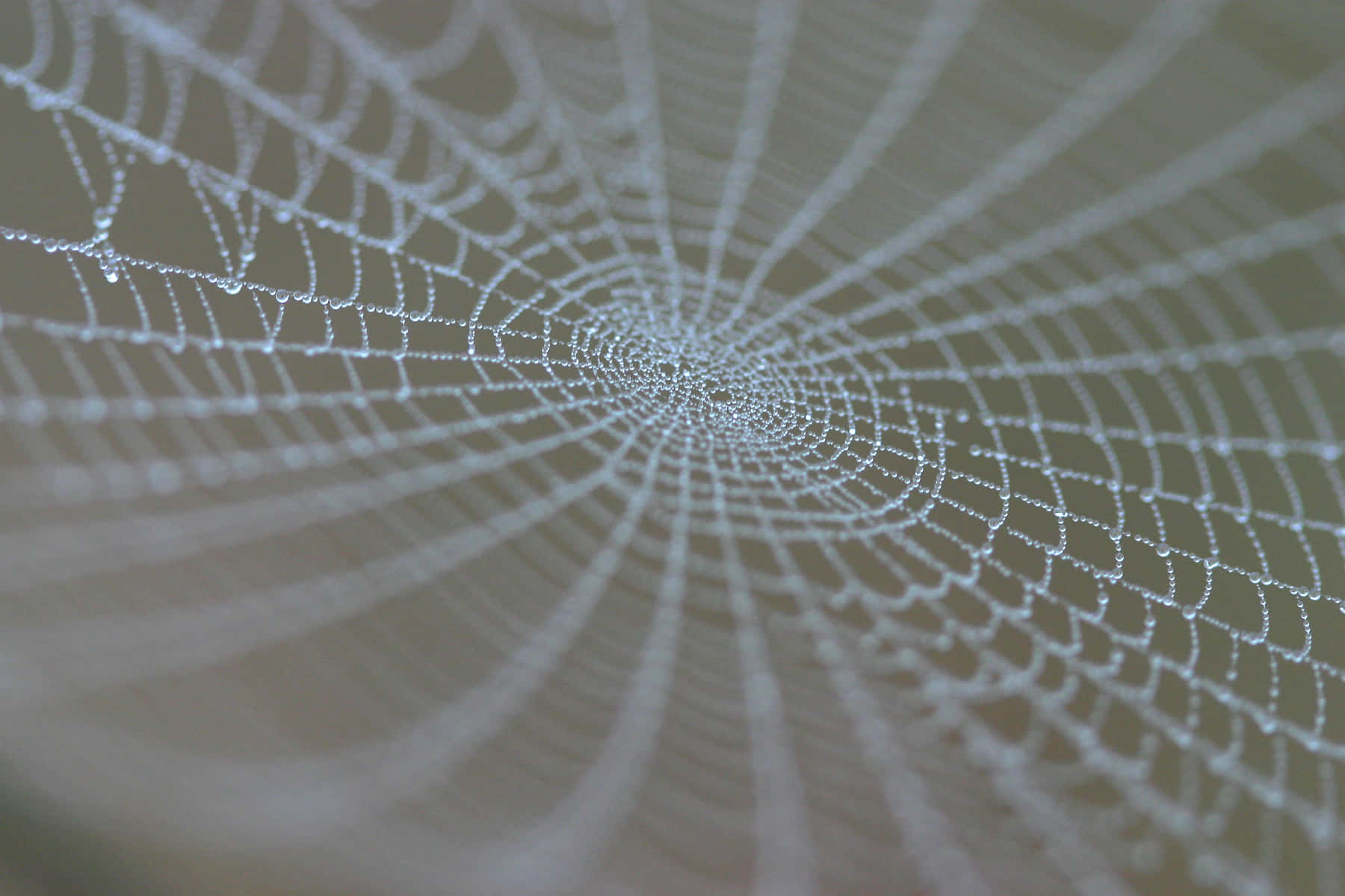 Cobwebs 桌布 壁紙 — 一個特寫鏡頭，捕捉了沾滿露水的蜘蛛網，在柔和模糊的背景襯托下，閃爍著細小的水珠。