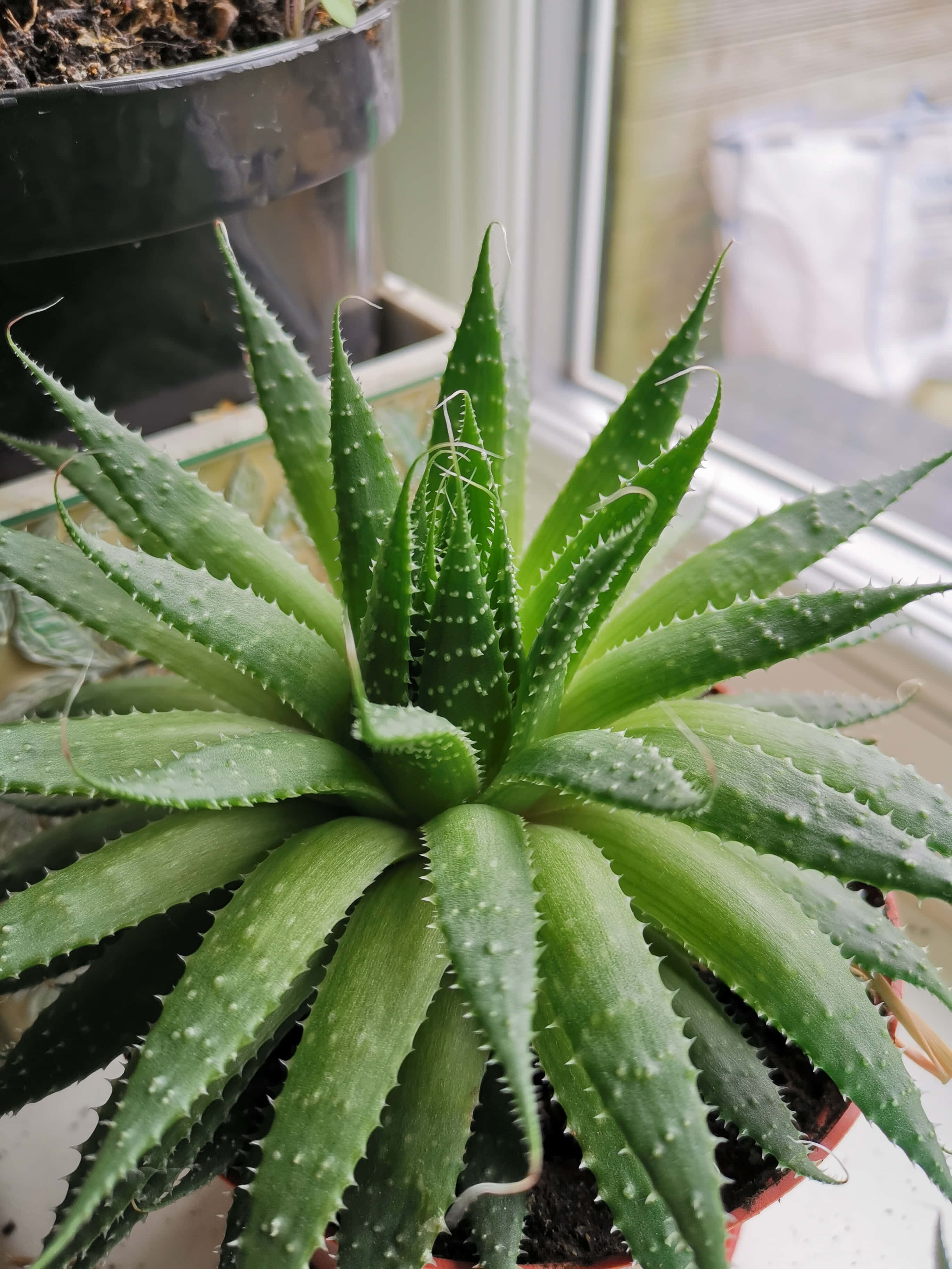 Aloe Vera 桌布 壁紙 — 一個特寫鏡頭，顯示一盆紅色花盆中的多刺綠色多肉植物，放在明亮的窗邊，伴隨著柔和自然光。