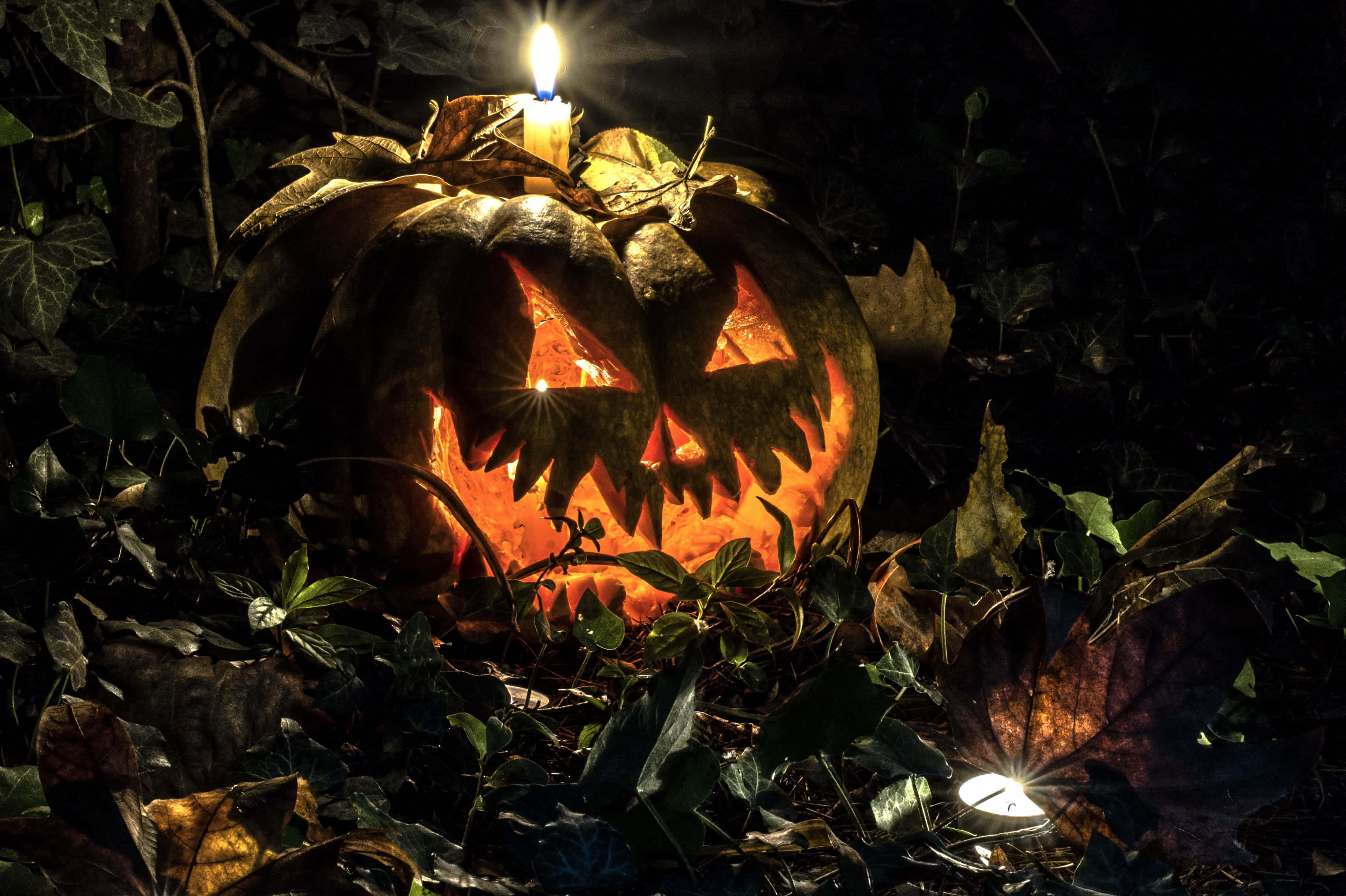 Halloween Candles 桌布 壁紙 — 一個發光的傑克南瓜燈，裏面有蠟燭，放在夜空下的暗葉和藤蔓之間。