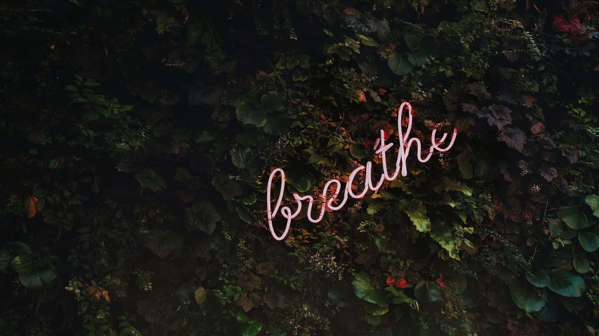 Eternal Life 桌布 壁紙 — 一個發光的粉紅色霓虹燈牌，拼寫著 breathe，漂浮在茂密的深綠色樹葉中，帶有紅色花朵的點綴。
