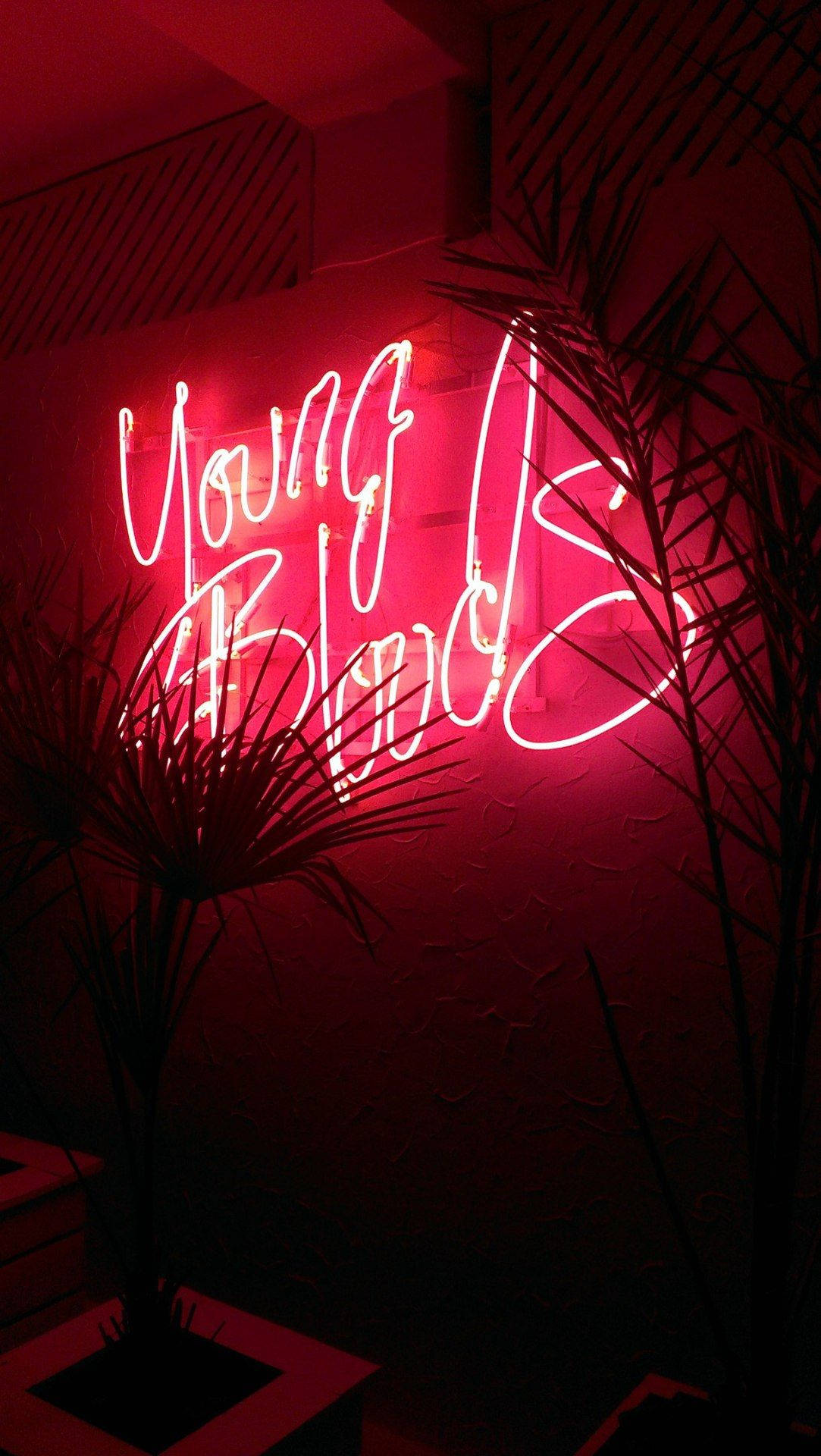 霓虹美學 桌布 壁紙 — 一個發光的紅色霓虹燈牌，上面寫著「Young Bloods」，照亮了一個有棕櫚植物剪影的昏暗房間。
