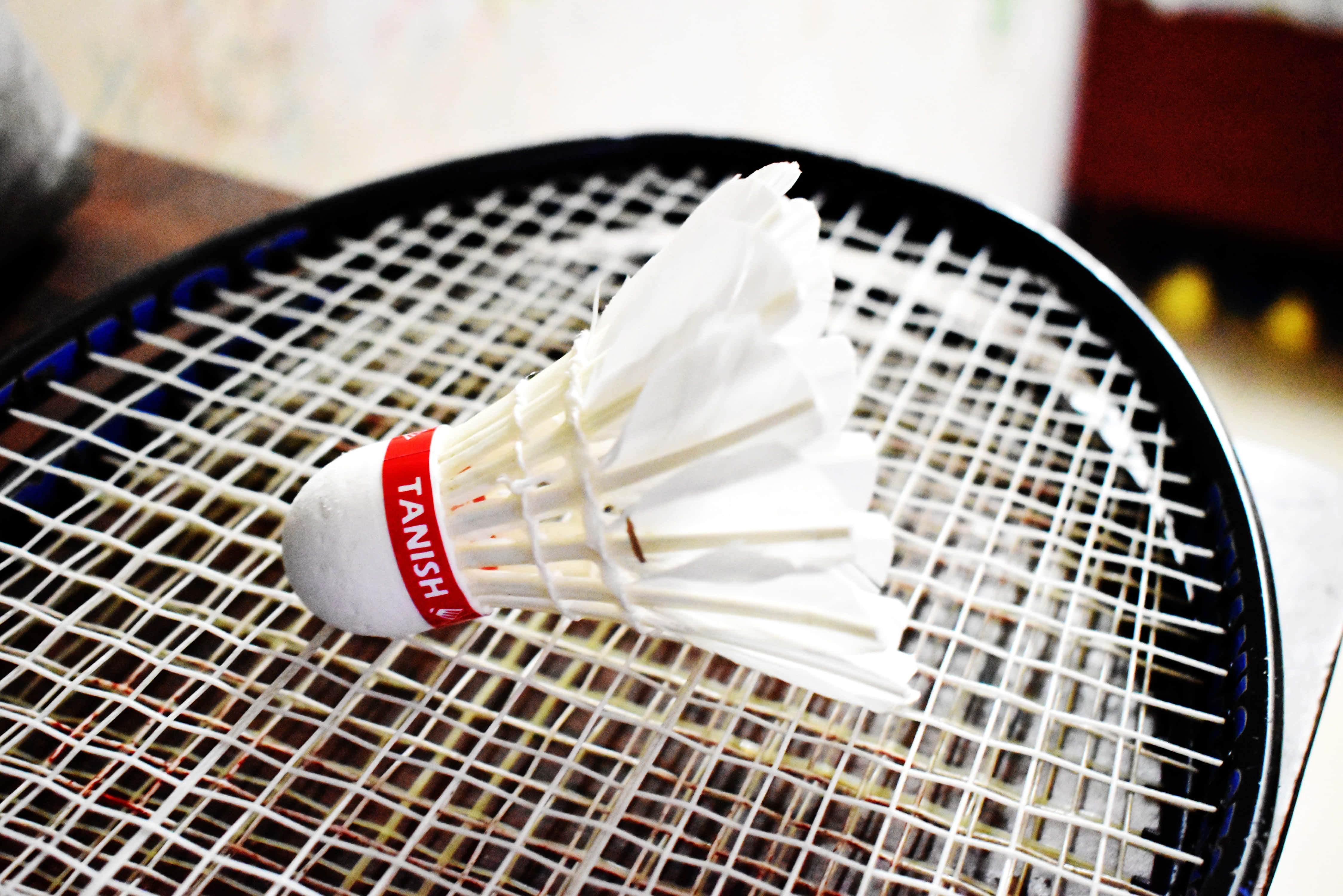 Badminton 桌布 壁紙 — 一個白色Tanish羽毛球停留在羽毛球拍的線上，背景為模糊的室內環境。
